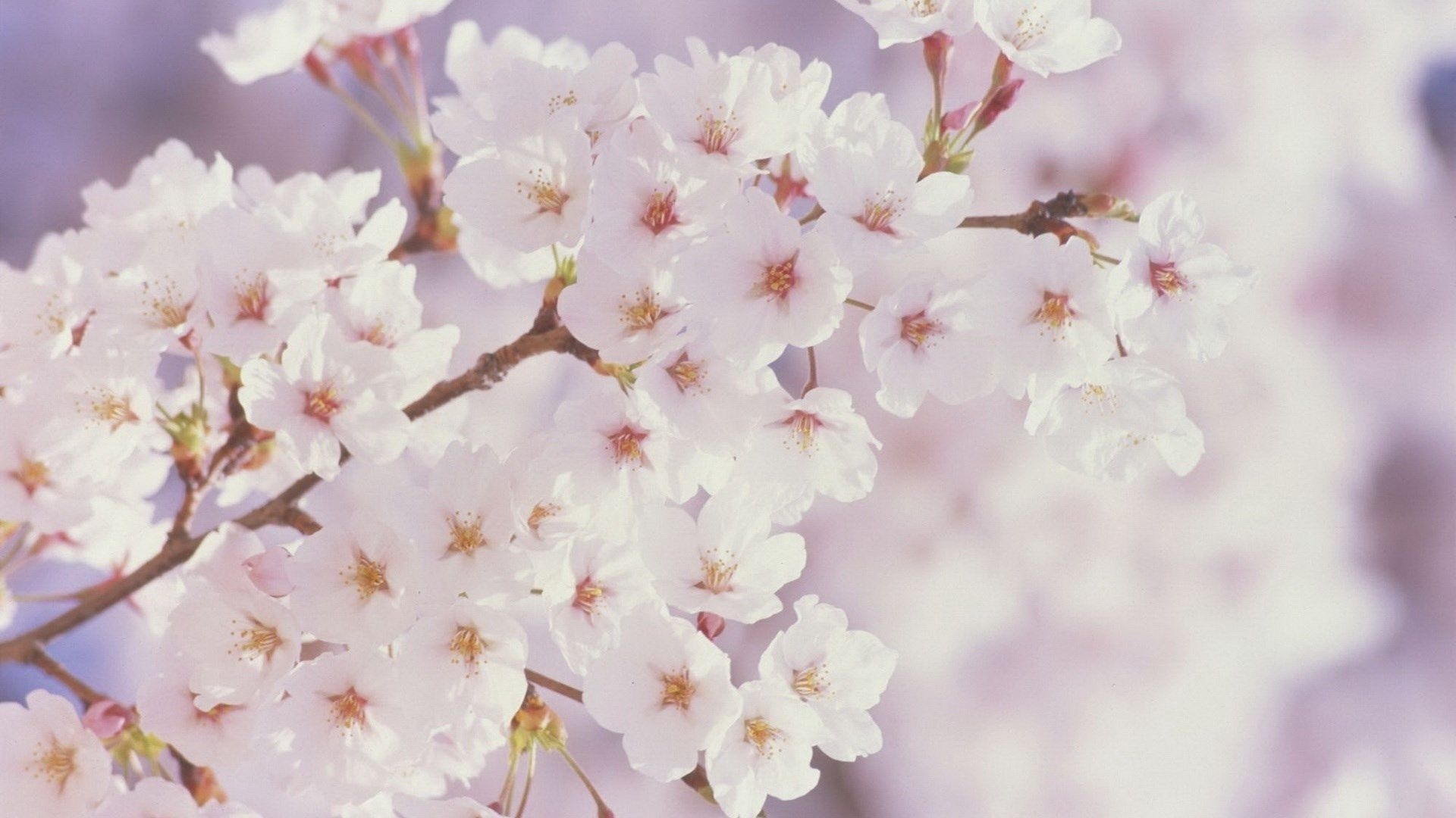 1920x1080 Spring Wallpaper For Macbook Pro HD For Android, Desktop