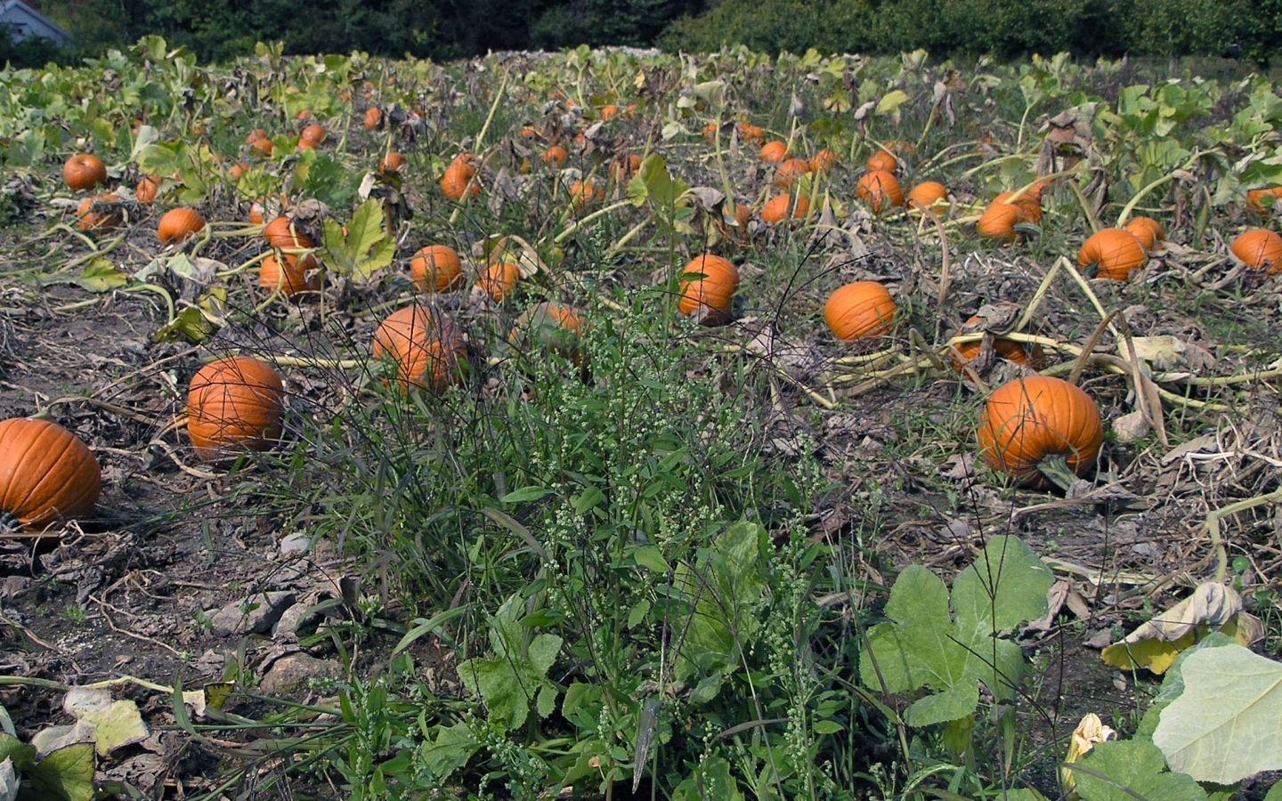 1440x900 Pumpkin Patch, Desktop