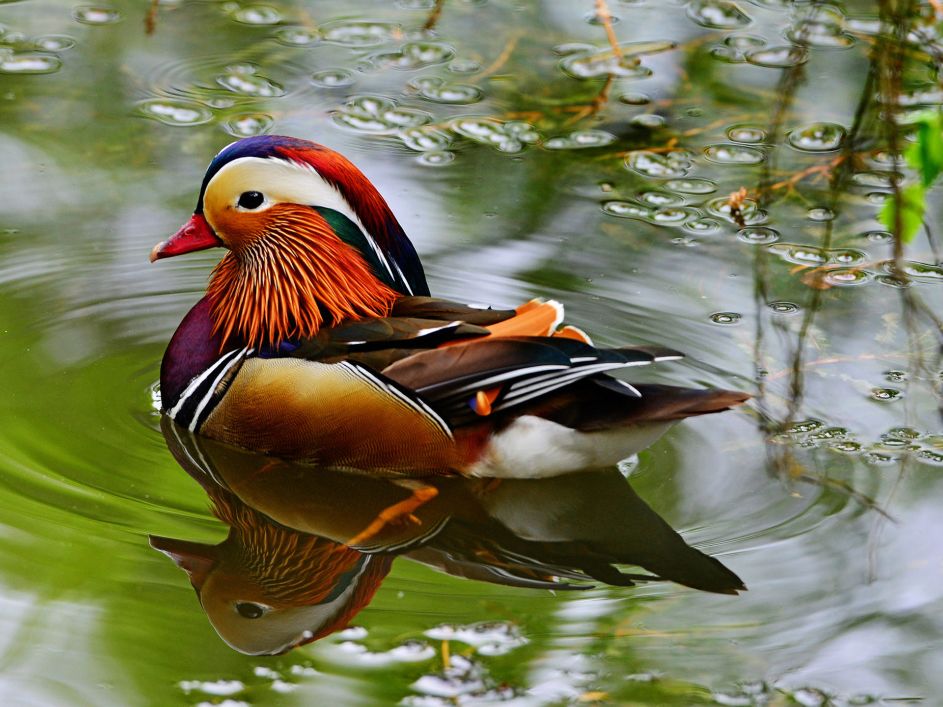 1920x1440 Mandarin Ducks Bird Type Duck From East Asia China Imported In The Uk Wallpaper HD 3840x2160, Wallpaper13.com, Desktop