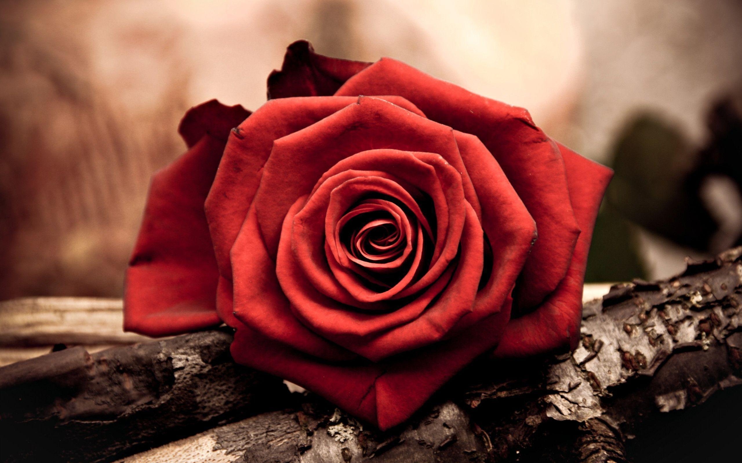 2560x1600 Red Rose, Messengers Of Love, Desktop