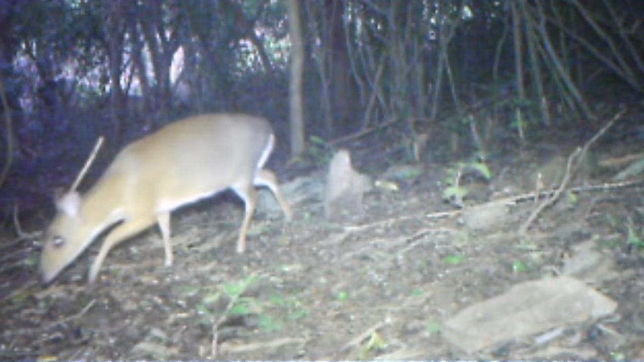 1280x720 Extinct' deer small enough to hold in one hand reappears, Desktop