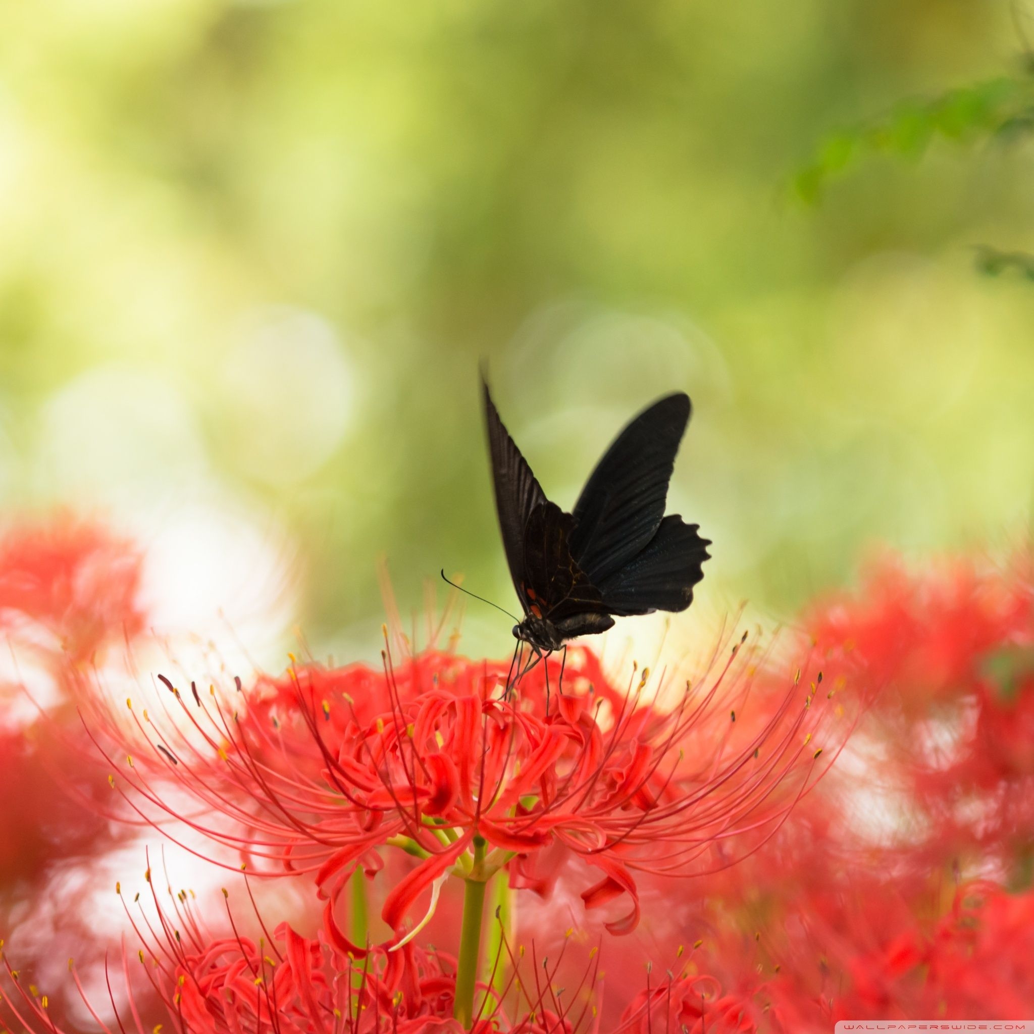 2050x2050 Black Swallowtail Butterfly And Red Spider Lily Wallpaper, Phone