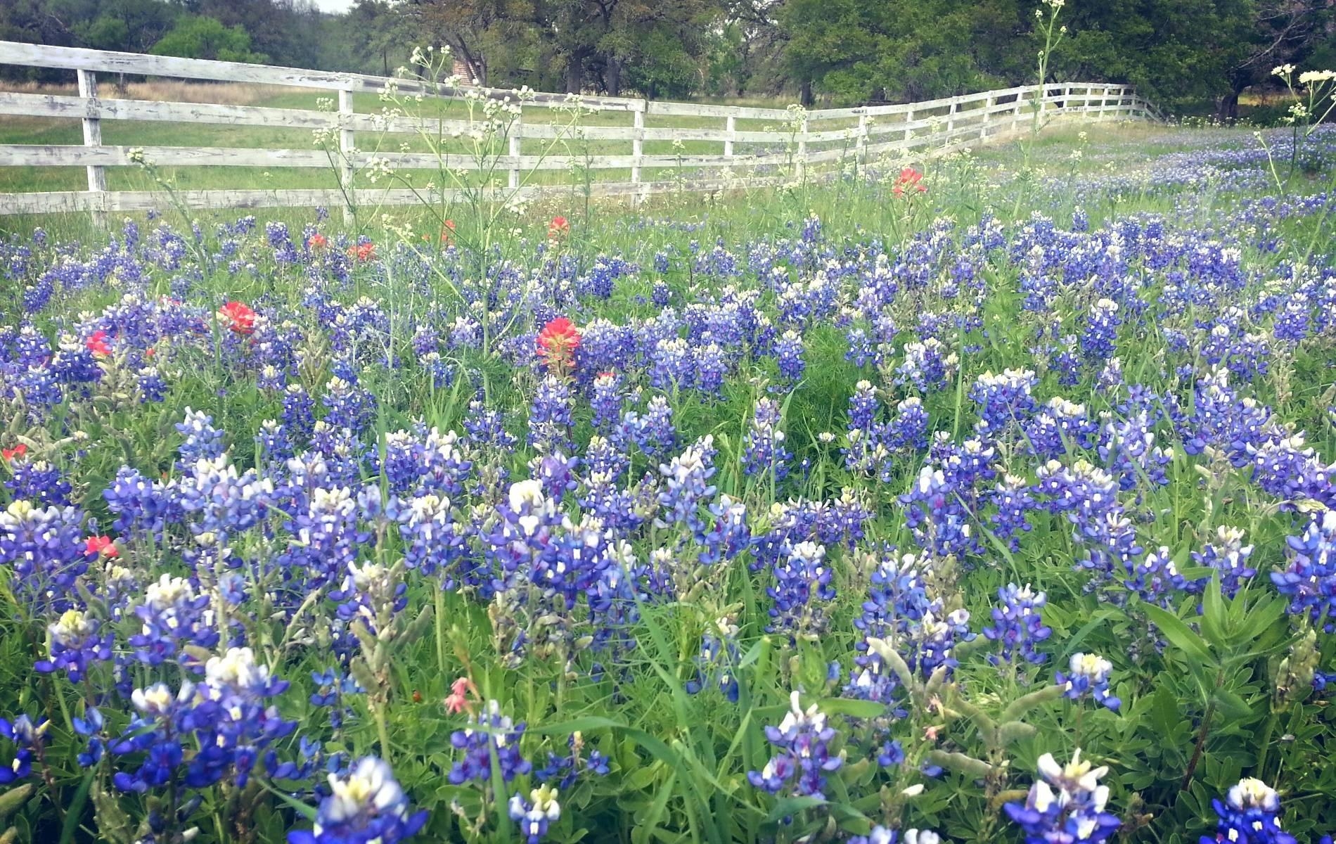 1900x1200 High Quality texas bluebonnets. Earth. Tokkoro.com Amazing, Desktop