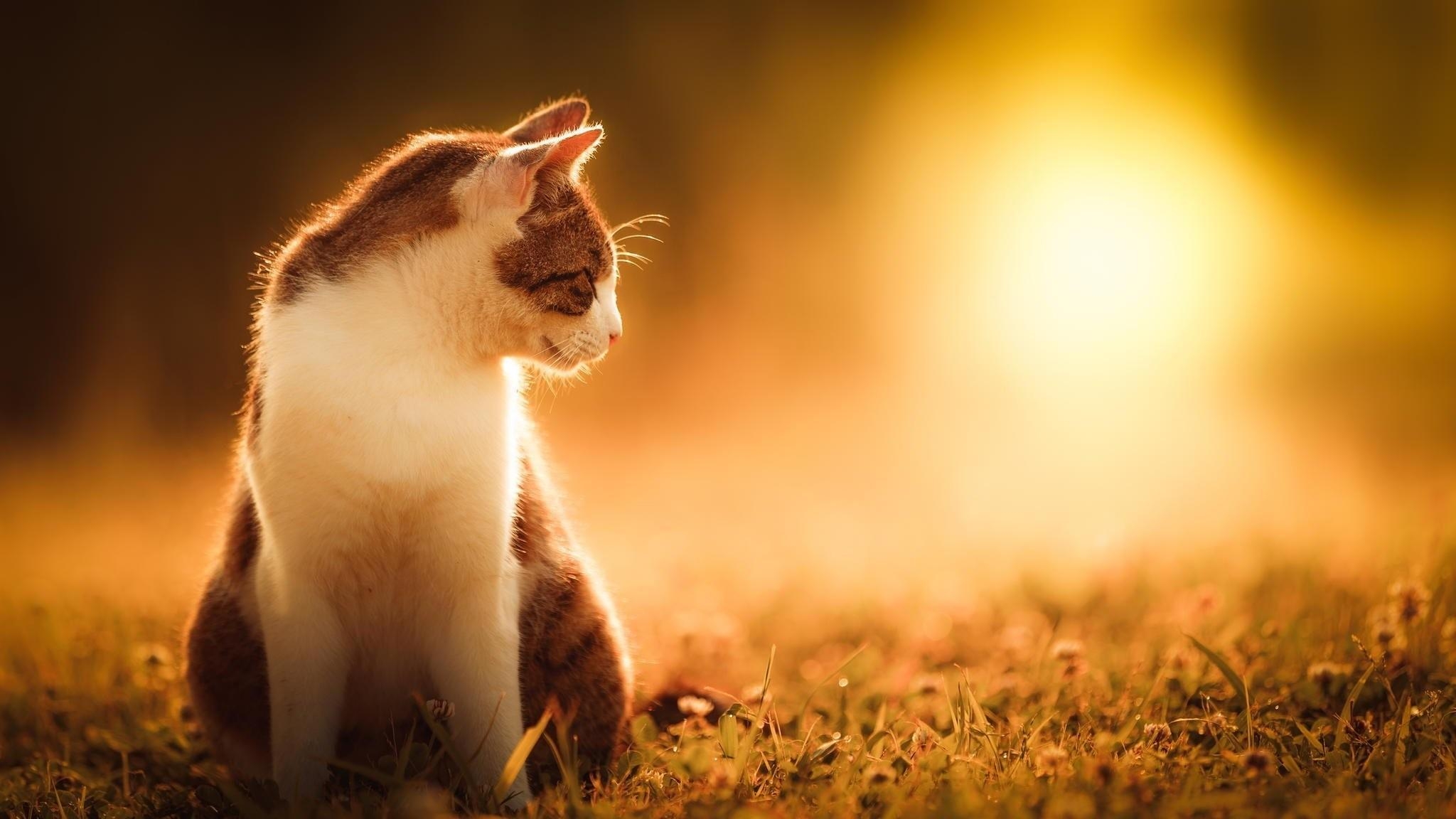 2050x1160 Summer Cat Wallpaper Image, Desktop