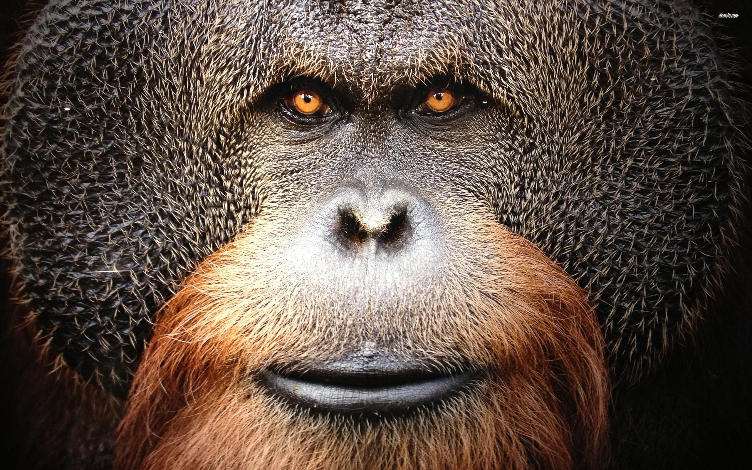 2560x1600 Orangutan wallpaper wallpaper, Desktop