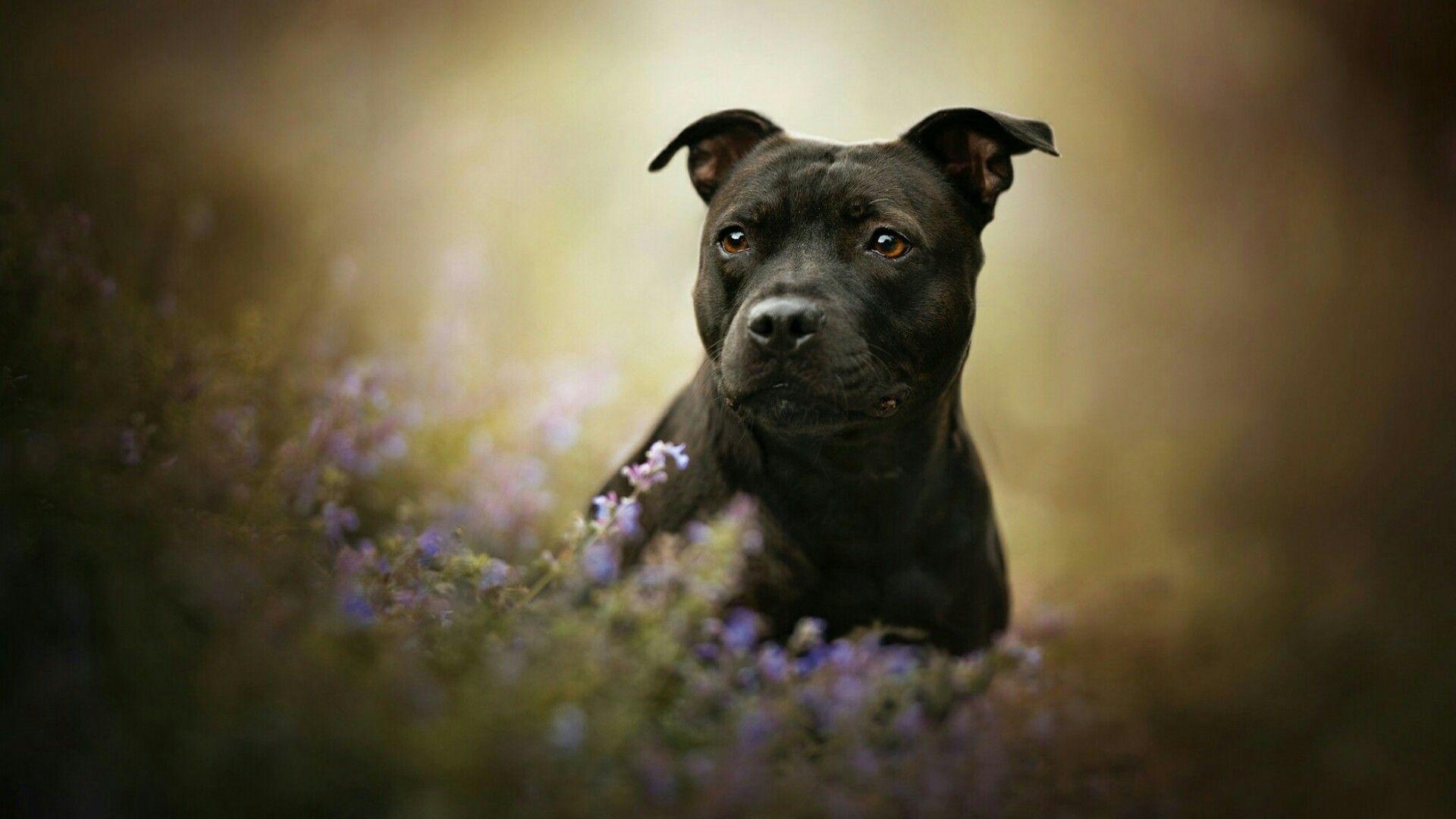 1920x1080 American staffordshire terrier Wallpaper. Wallpaper Studio 10, Desktop