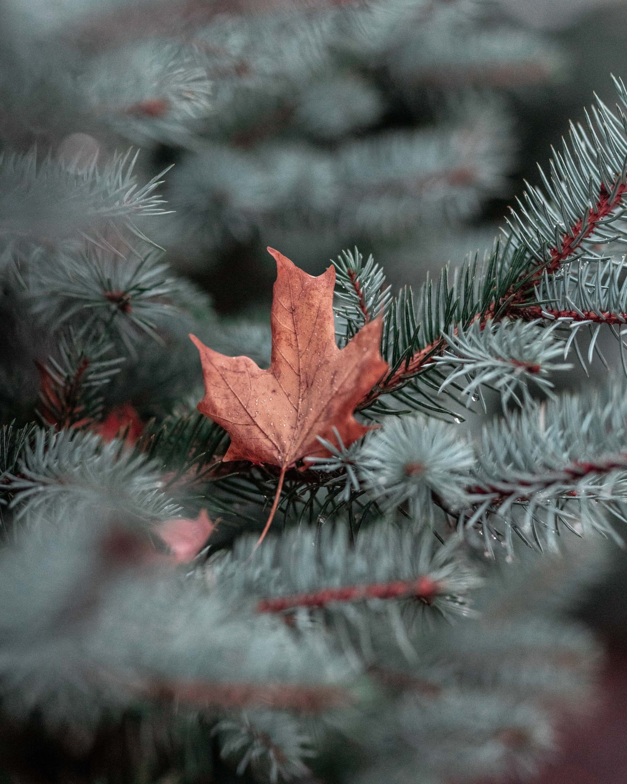 2050x2560 Maple Leaf iPhone Wallpaper Fall iPhone Wallpaper That'll Instantly Make You Feel Cozy, Phone