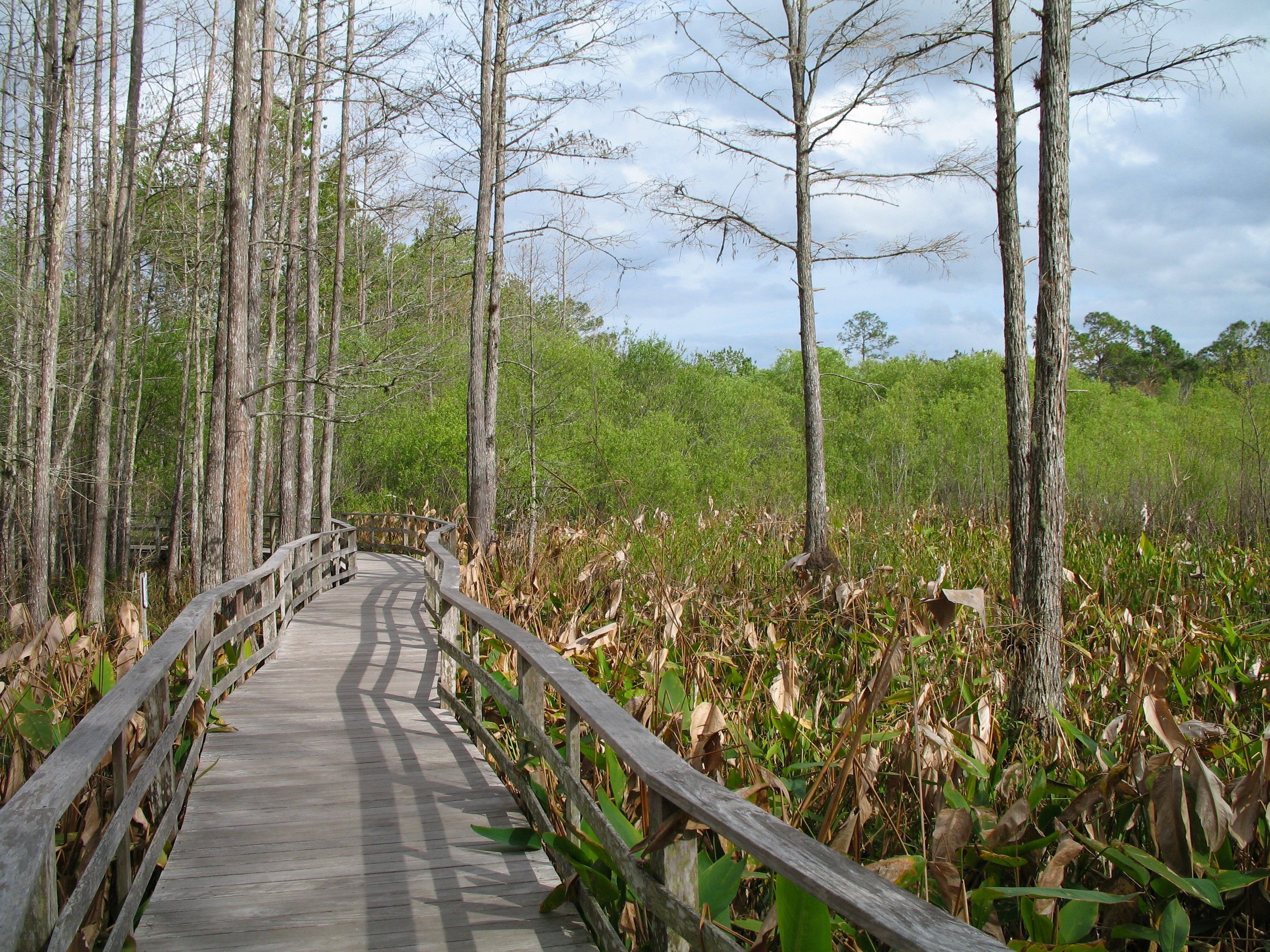 3080x2310 Audubon Society Corkscrew Swamp, Desktop