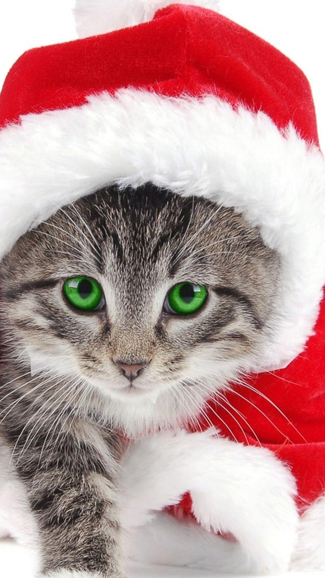 1080x1920 Christmas Kittens Wallpaper Free Christmas Kittens, Phone