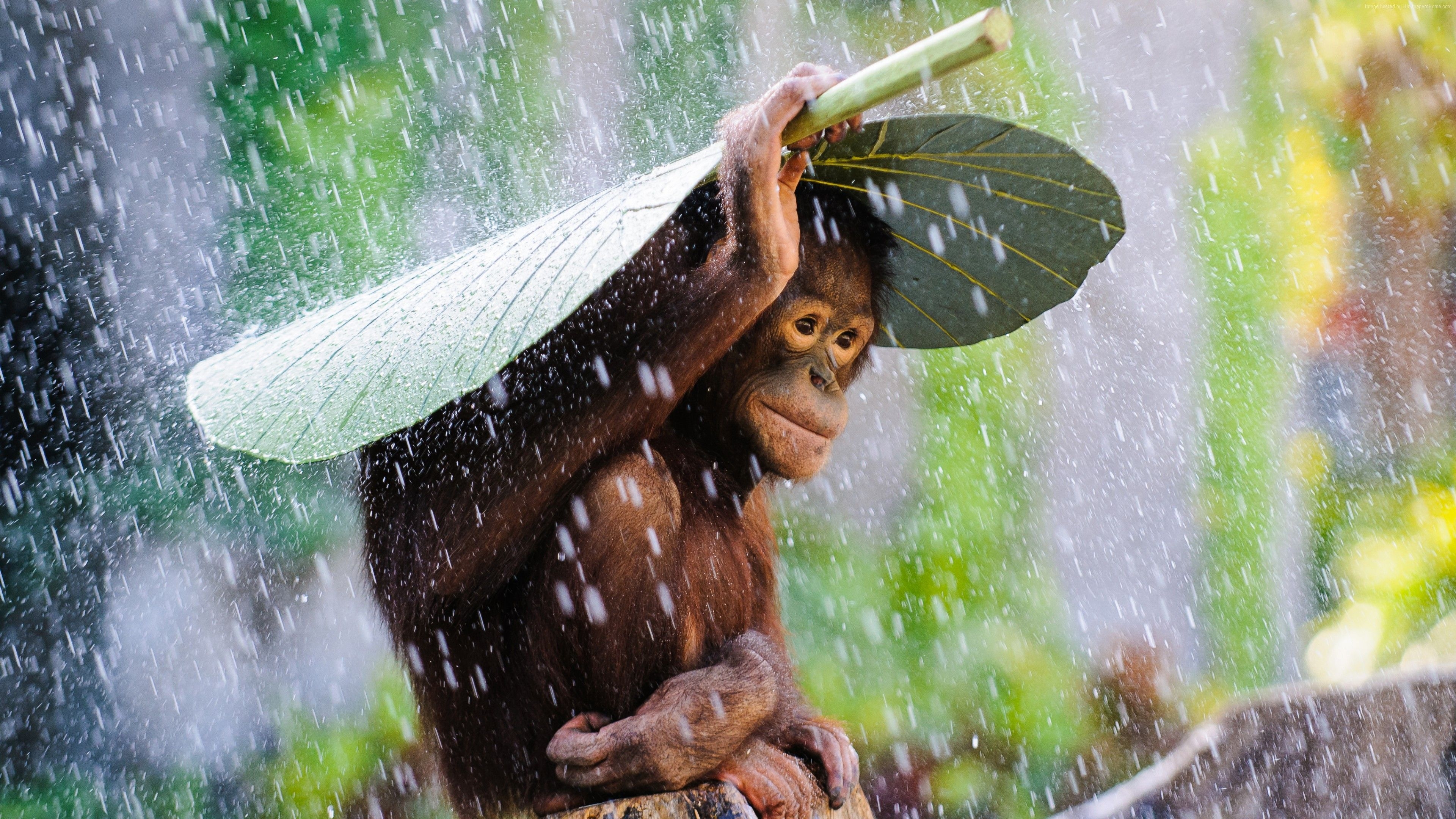 3840x2160 Wallpaper Chimpanzee, Congo River, tourism, banana, leaves, rain, monkey, nature, animal, green, Animals Wallpaper Download Resolution 4K Wallpaper, Desktop