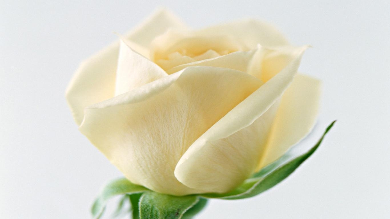 1370x770 Yellow Rose Wallpaper 59622,,59622, Desktop