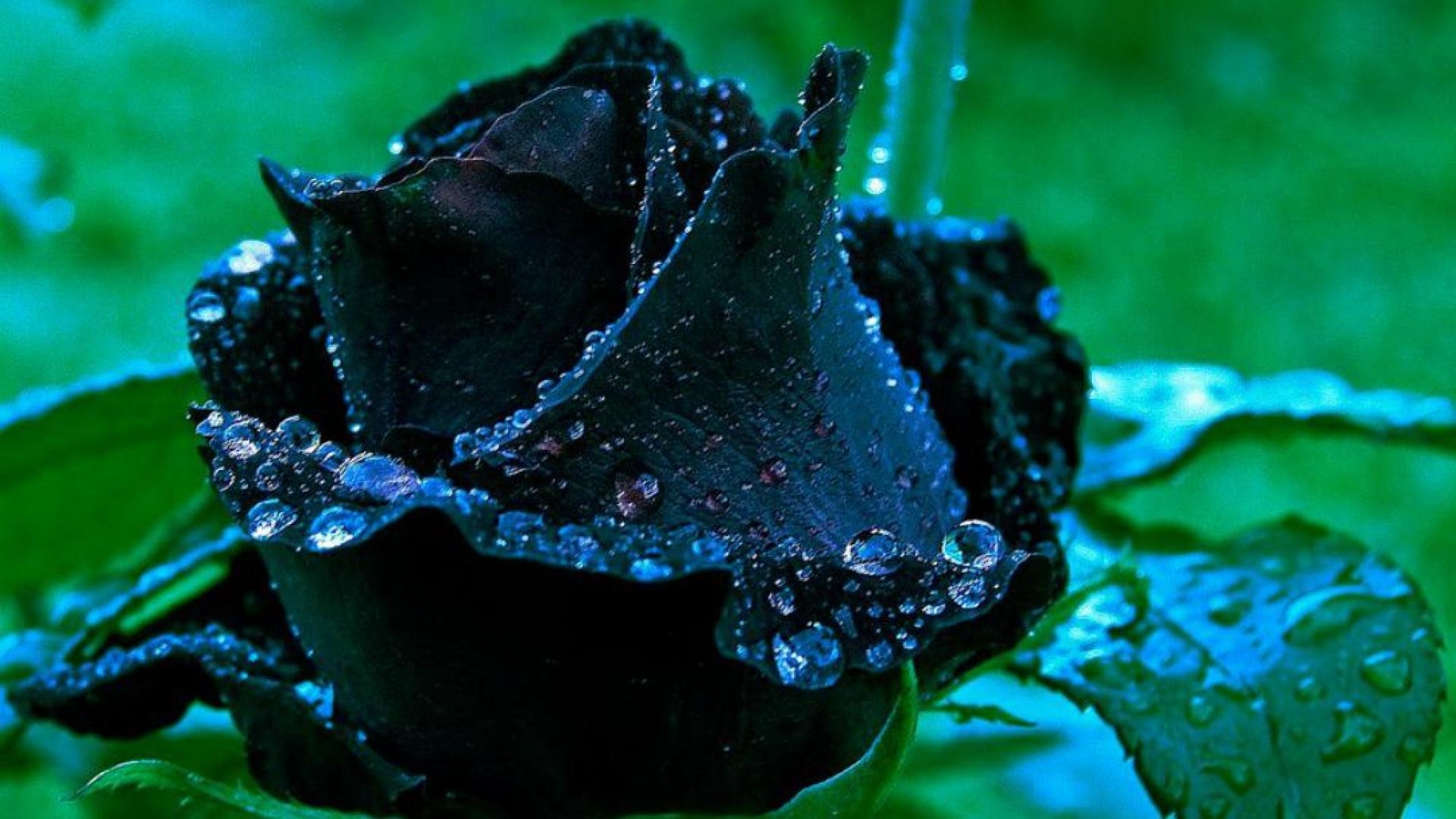 1920x1080 Black Rose Wallpaper HD, Desktop