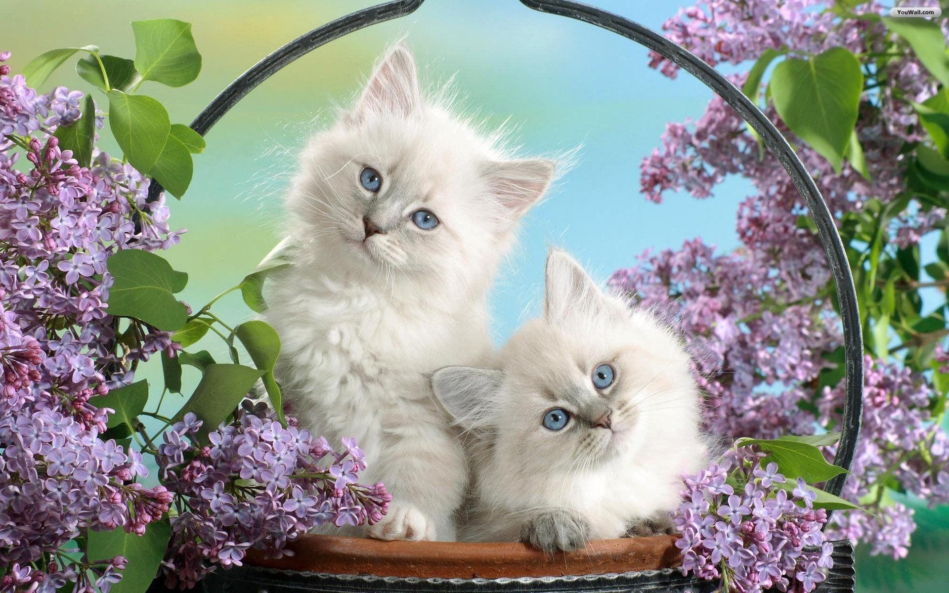 1920x1200 White Cats Wallpaper Wallpaper (1340) ilikewalls, Desktop