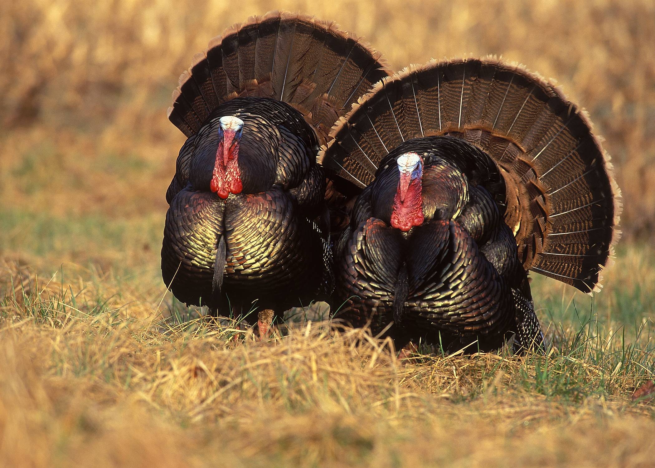 2100x1500 Free download Two Wild Turkey Toms Wild Turkeys Wallpaper [] for your Desktop, Mobile & Tablet. Explore Wild Turkey Wallpaper. NWTF Wallpaper, Turkey Hunting Wallpaper for Computer, Turkey Wallpaper, Desktop