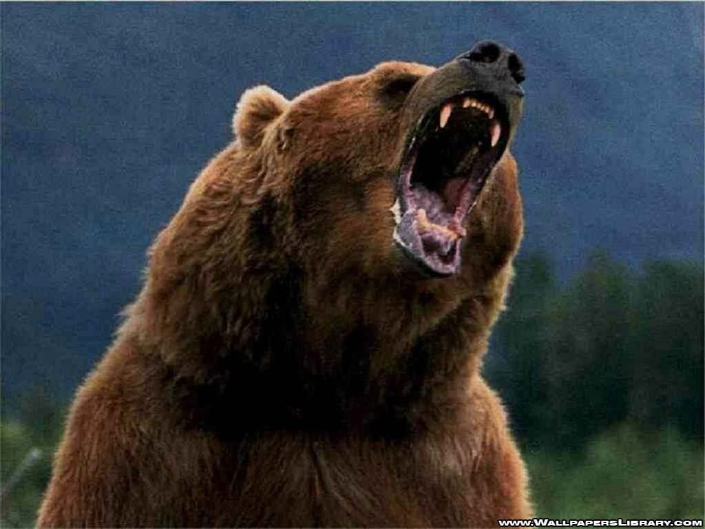 1030x770 Such Power!. Bear, Grizzly bear wallpaper, Grizzly bear, Desktop