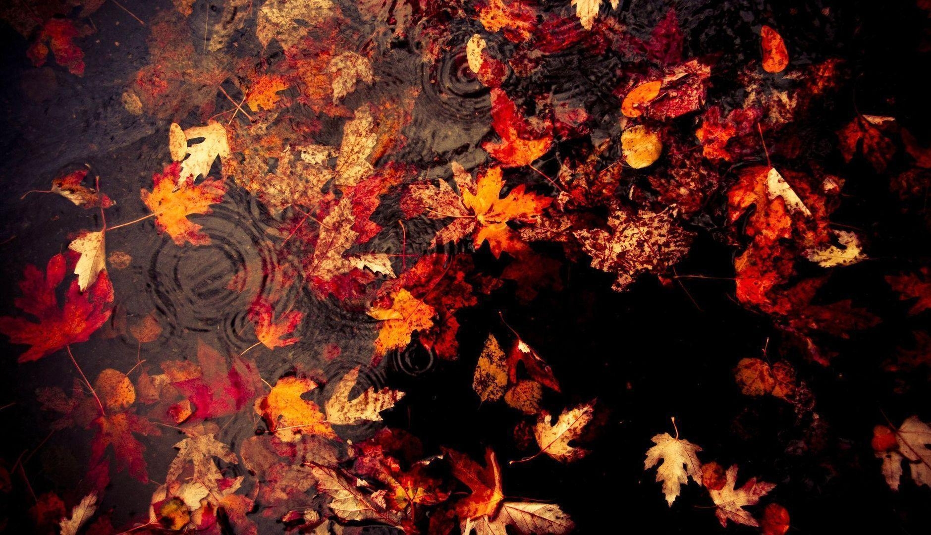 1880x1080 Fallen Red Leaves on Rainy Water Wallpaper and Photo High, Desktop