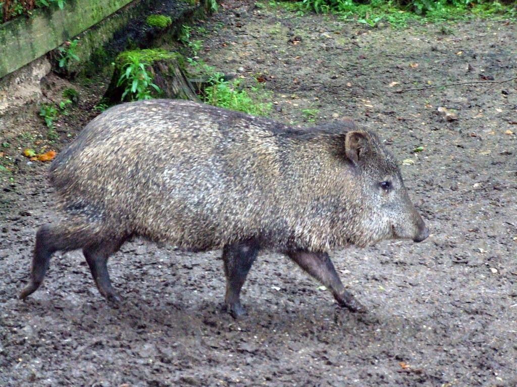 1030x770 Pecari tajacu or Collared Peccary. The collared peccary Pe, Desktop