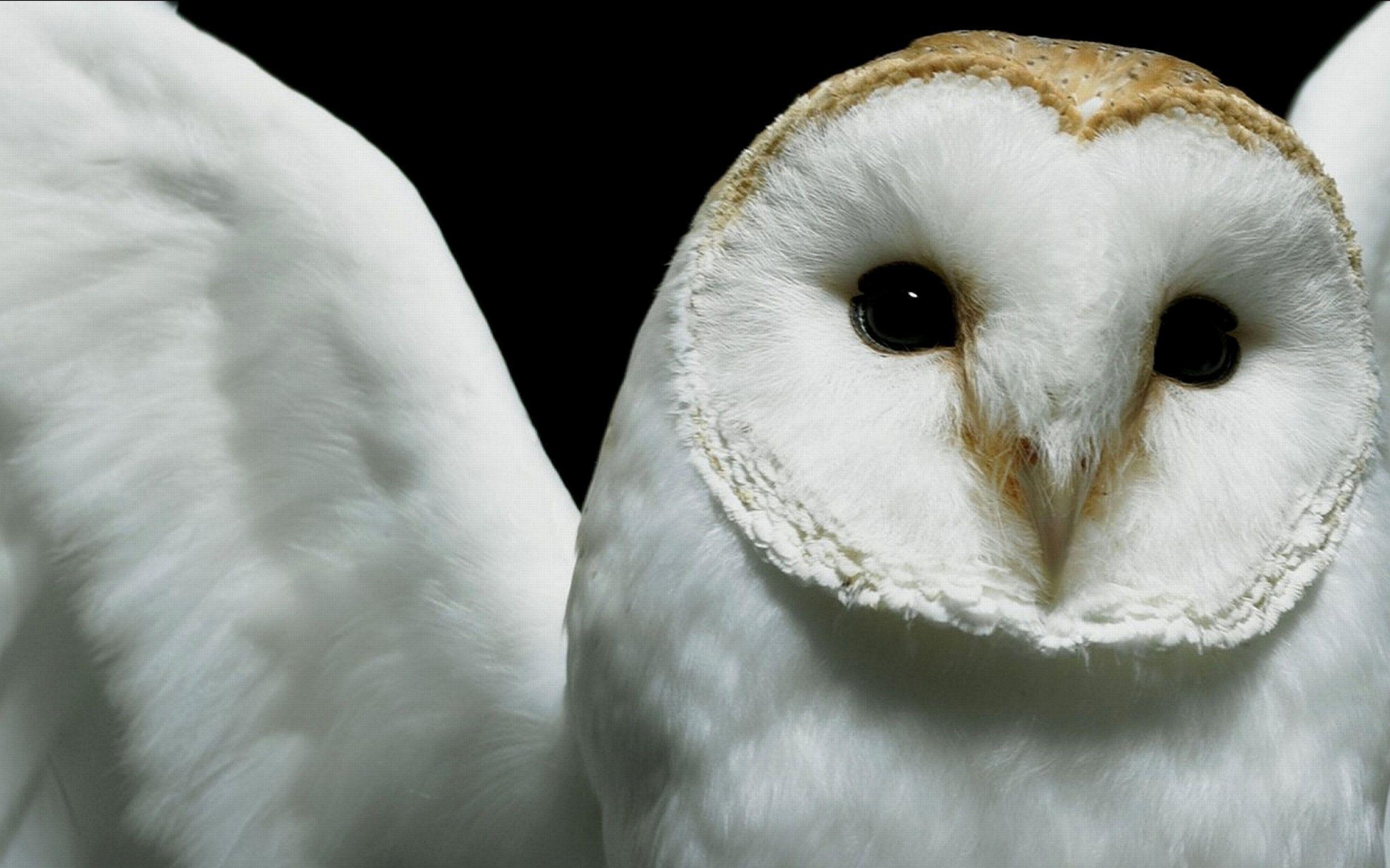 2560x1600 Barn Owl Wallpaper Background, Desktop