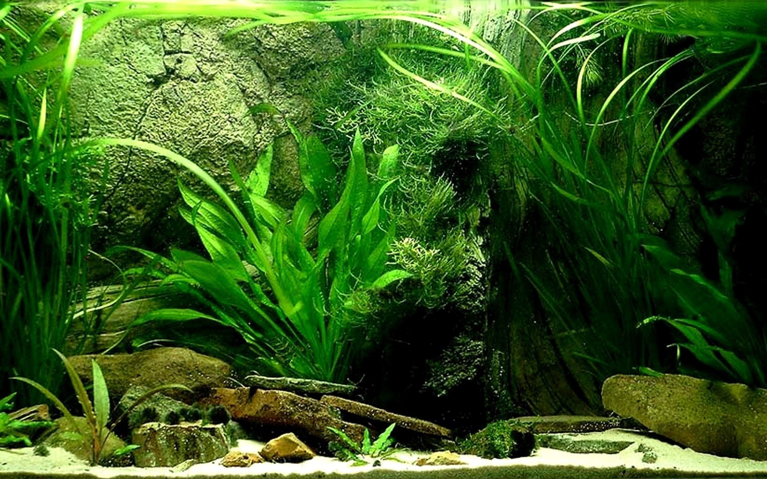 2560x1600 Fish Tank Background Poster, Desktop