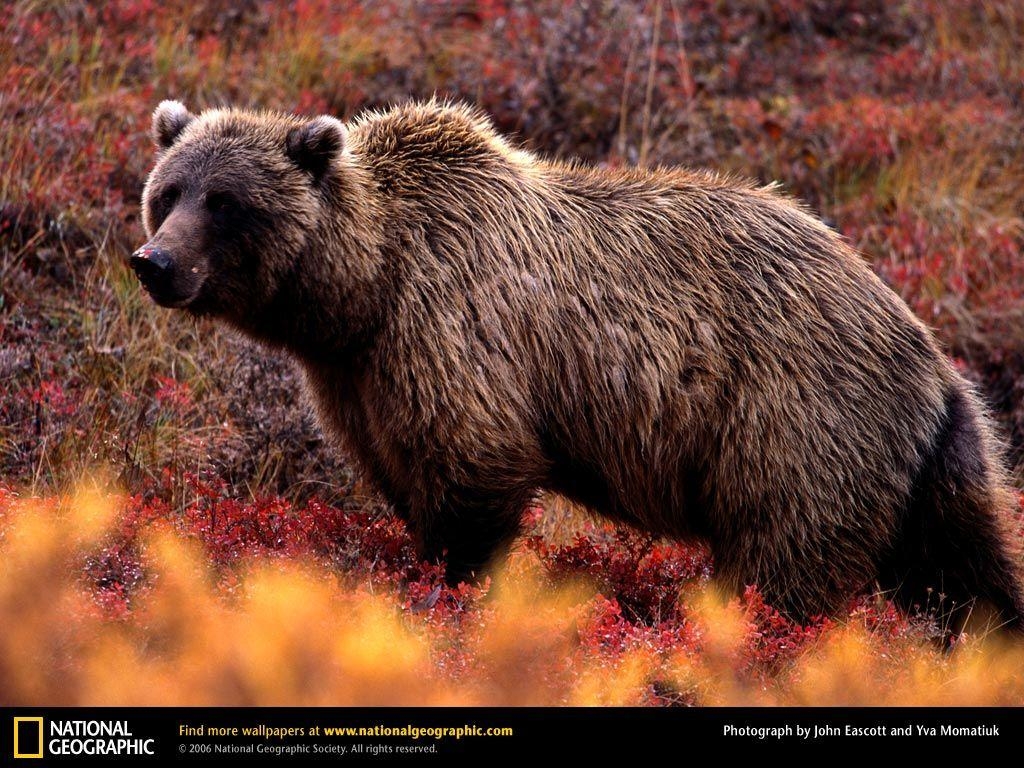 1030x770 Grizzly Bear Picture, Grizzly Bear Desktop Wallpaper, Free, Desktop