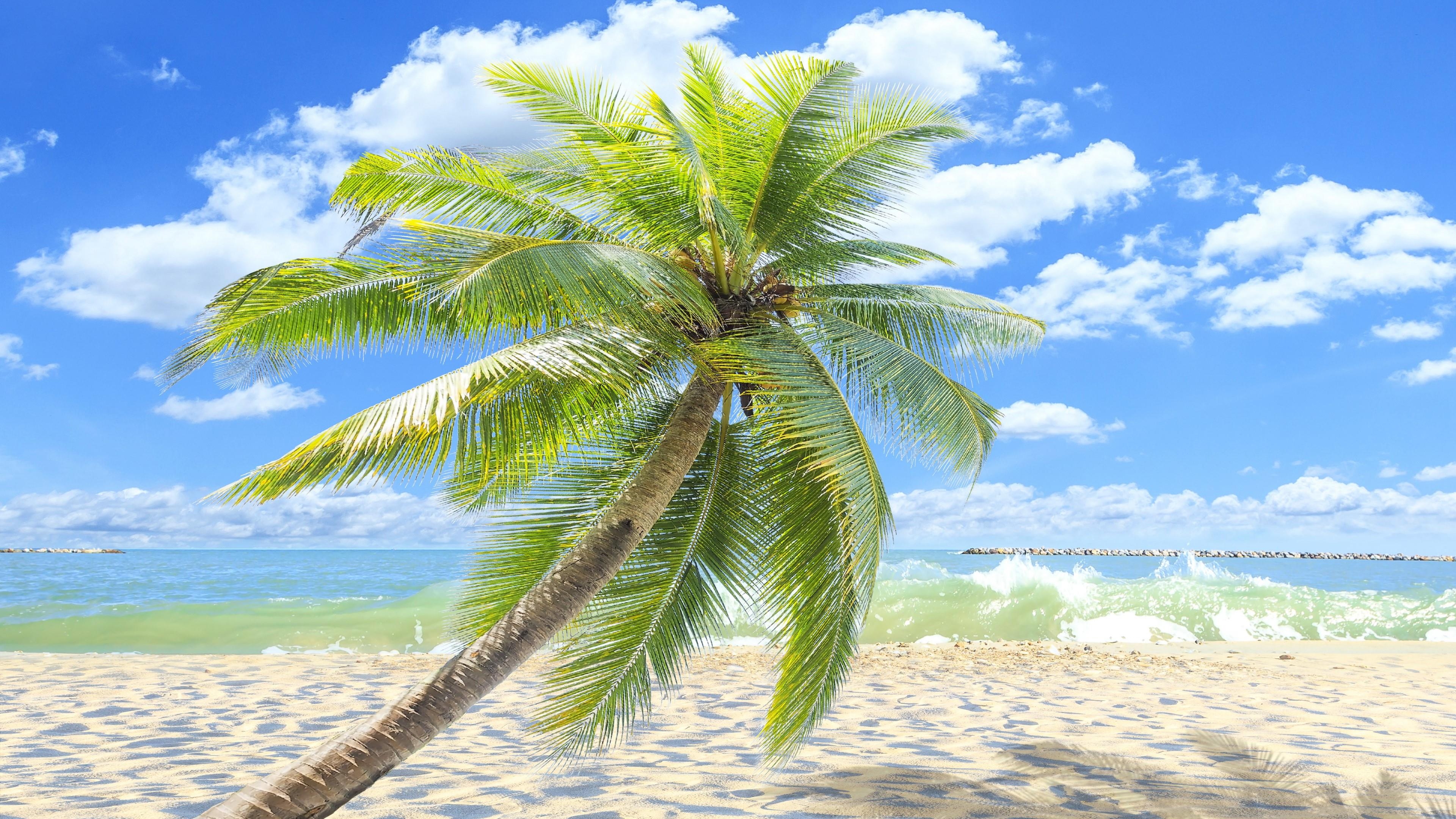 3840x2160 Single Palm Tree On The Sandy Beach 4K UltraHD Wallpaper. Wallpaper, Desktop