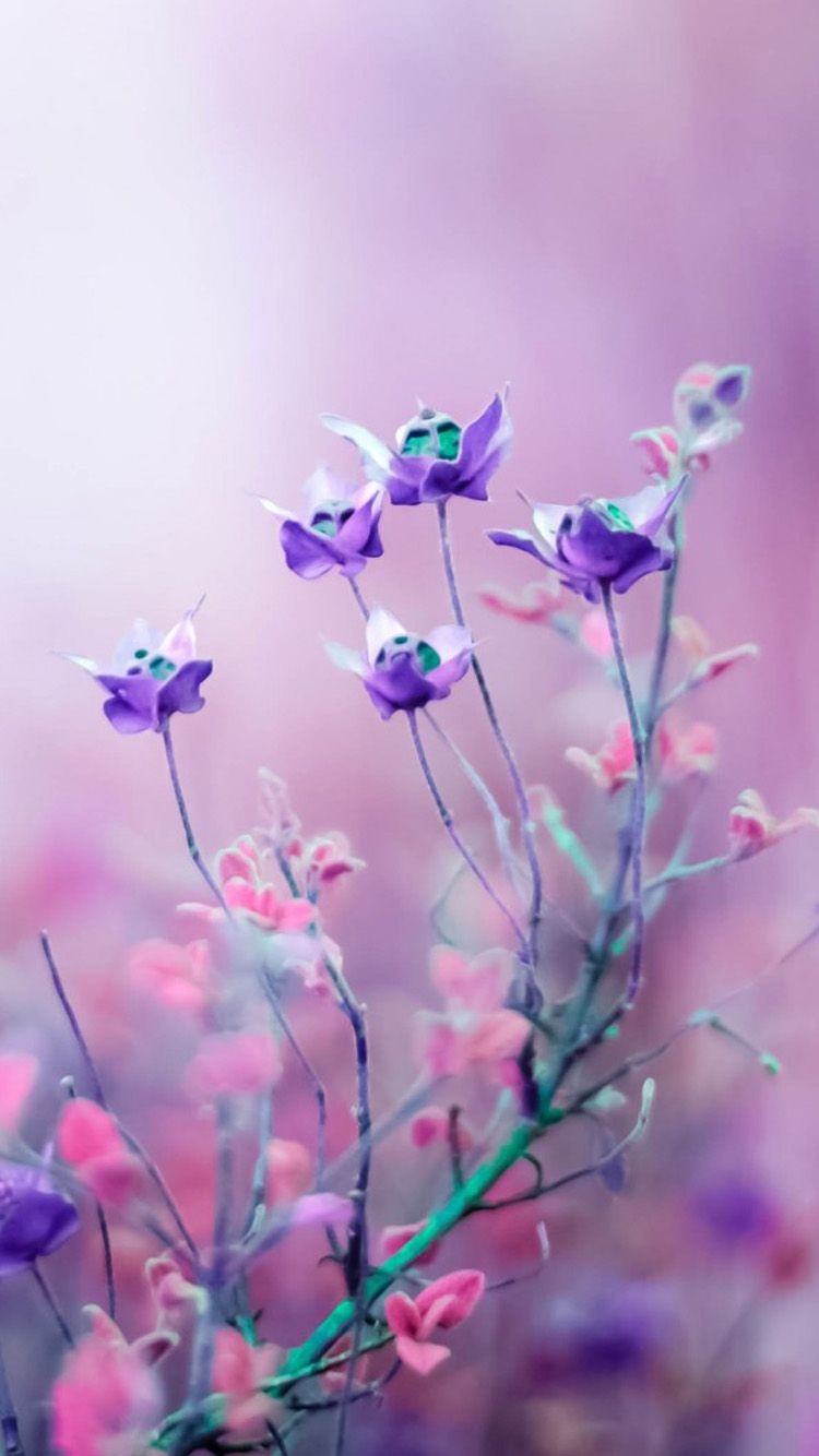 750x1340 Free download You can download Purple and pink flower iPhone 6, Phone