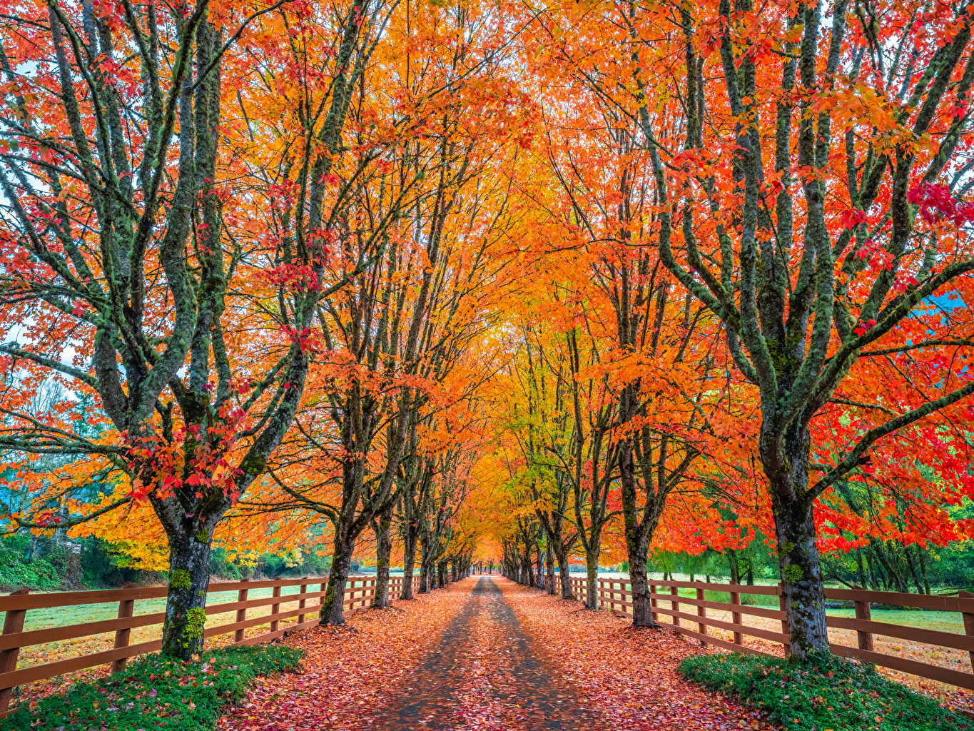 1370x1030 Desktop Wallpaper Washington USA Leaf Rockood Farm Autumn Avenue, Desktop