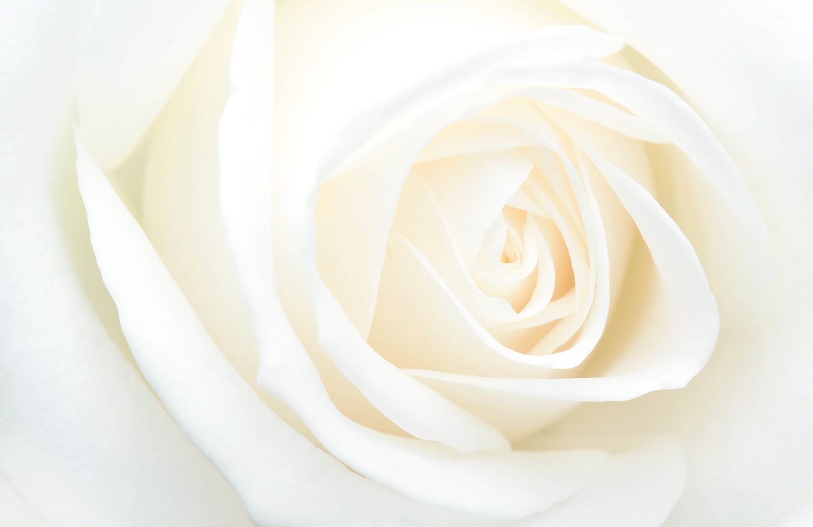 1650x1070 Fresh White Rose Wallpaper Mural, Desktop