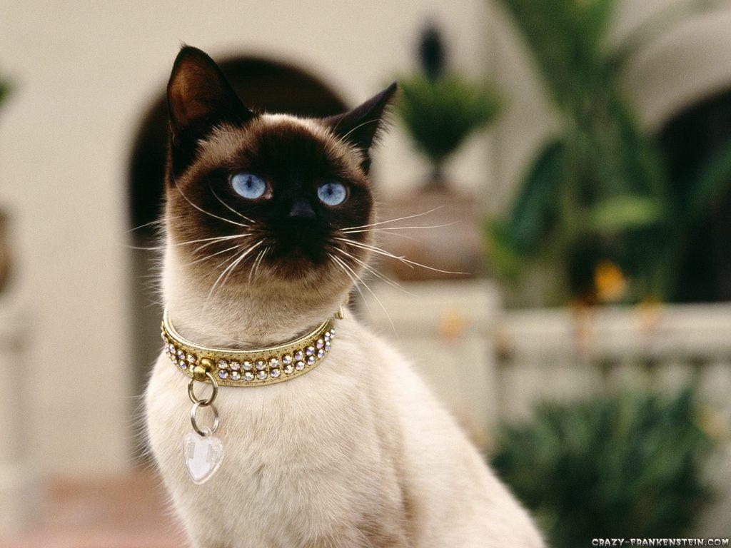 1030x770 Download Traditional Siamese Cat 6 1504x1000 (2732) Full Size, Desktop