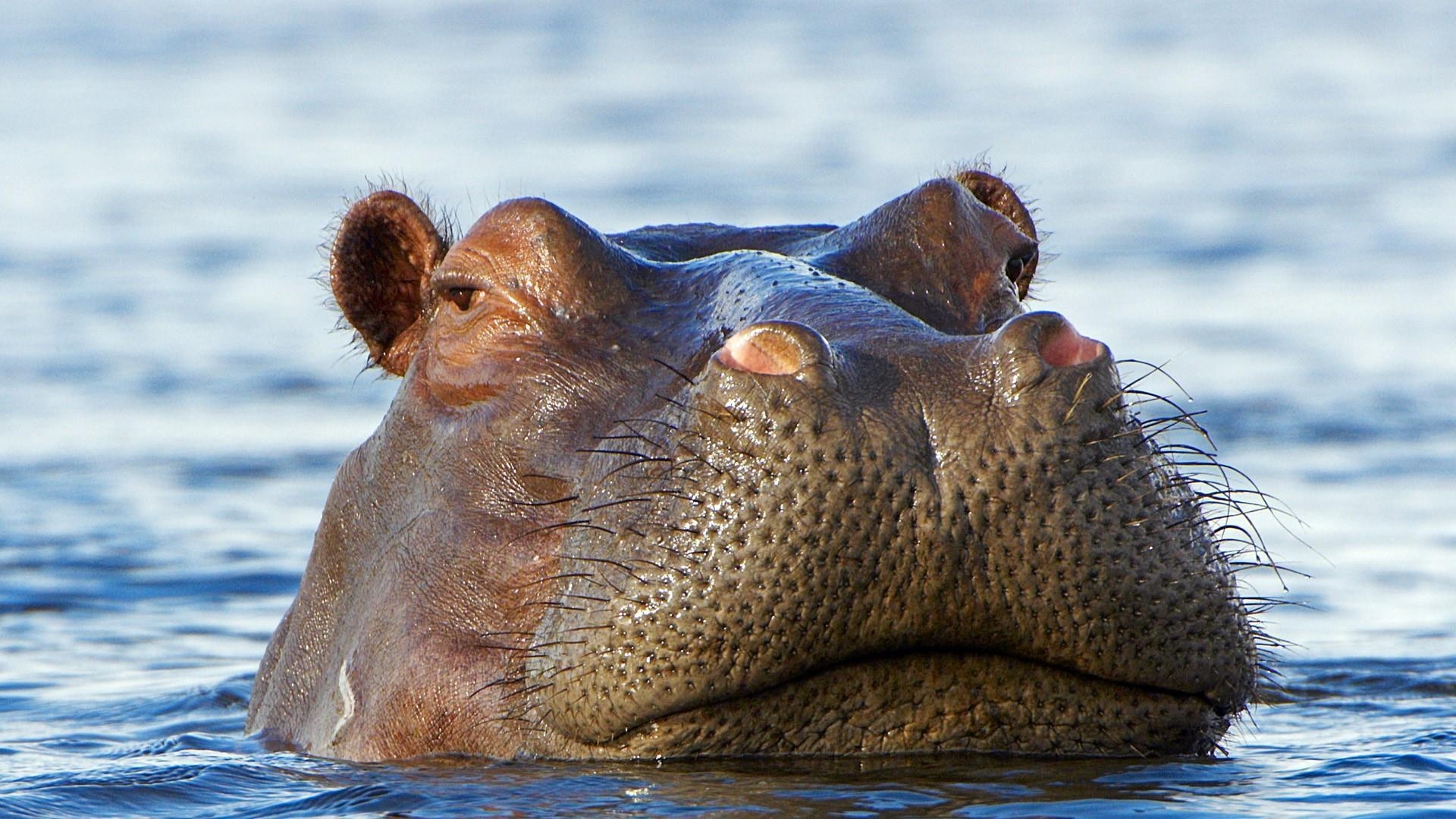 1920x1080 Hippo In The Water Delta, Botswana, Africa Wallpaper, Desktop