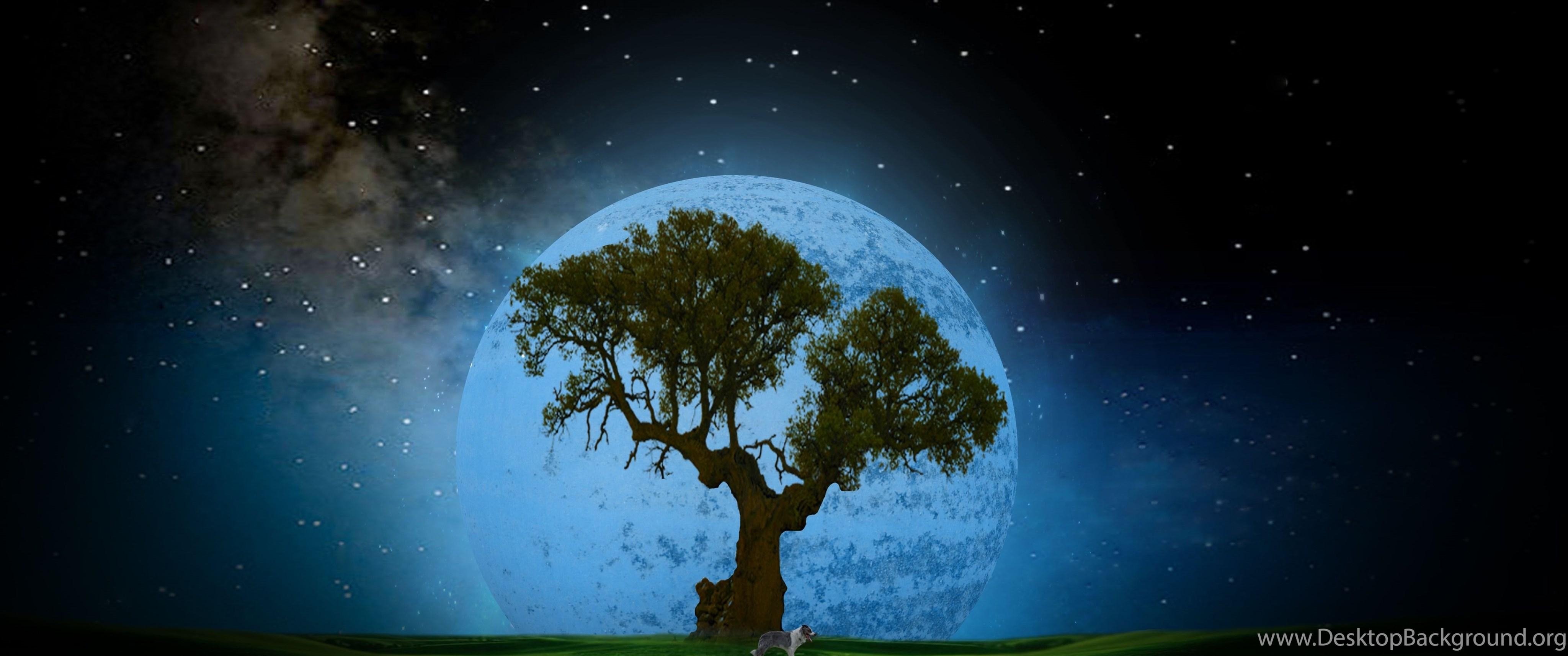 4100x1720 Tree At Night Desktop HD Wallpaper 4469 Amazing Wallpaperz Desktop, Dual Screen