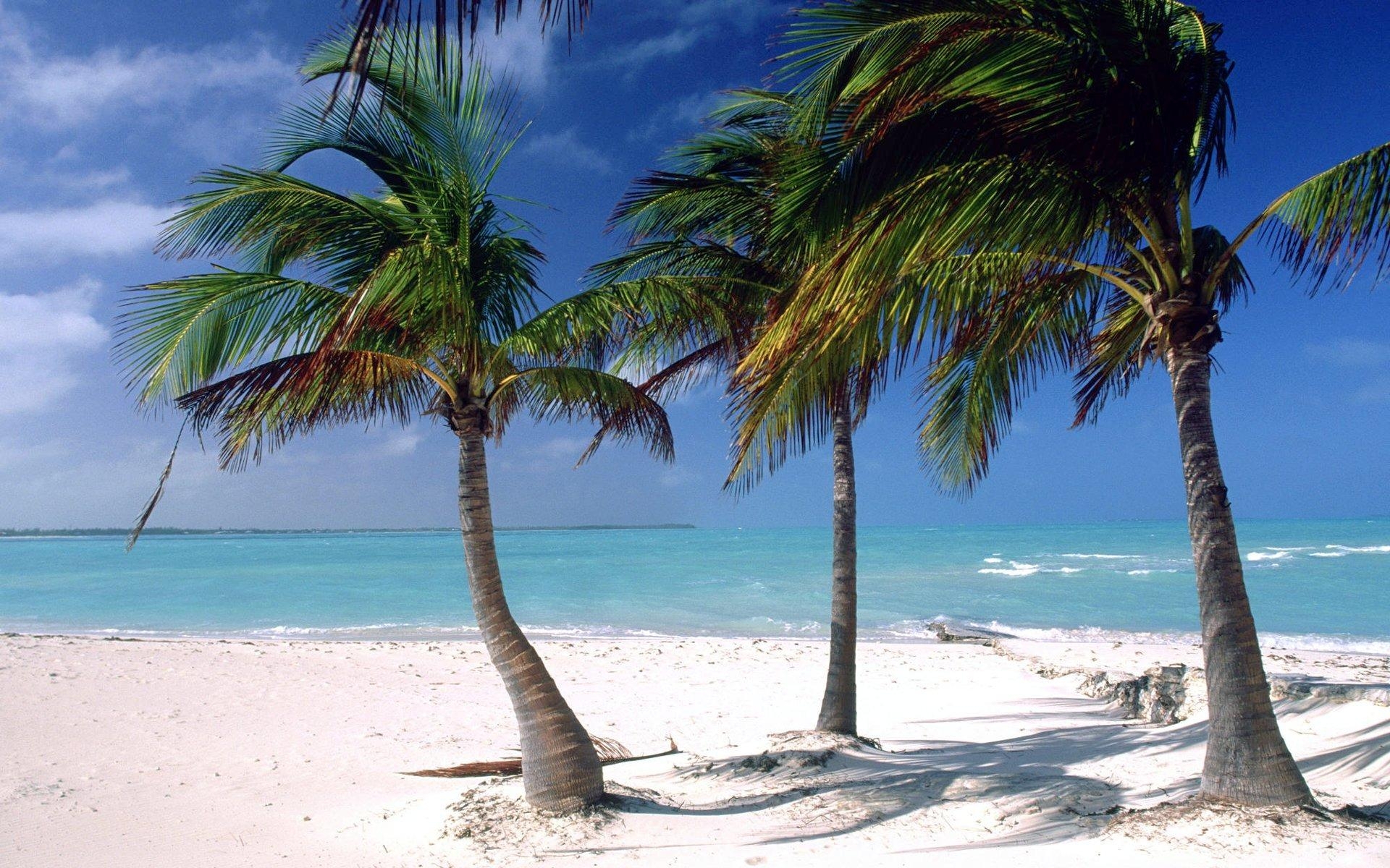 1920x1200 Beach Palm Tree Wallpaper, Desktop