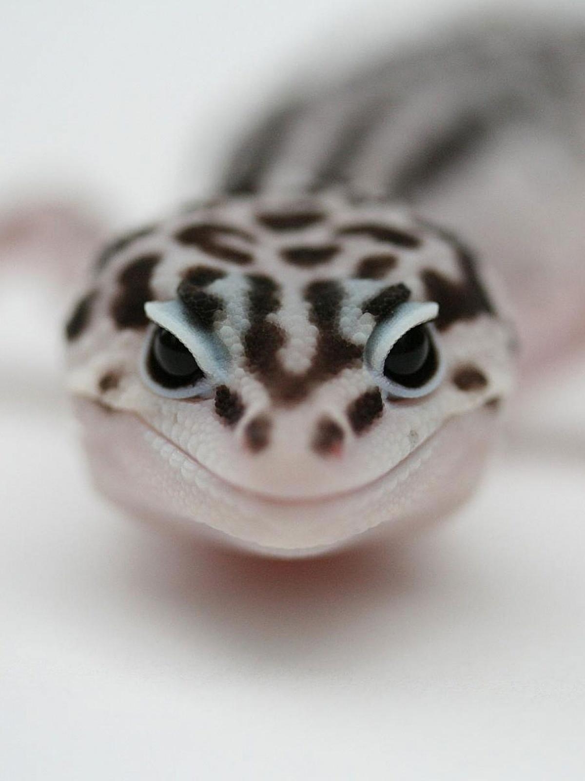 1200x1600 Leopard Gecko Mobile Wallpaper, Phone