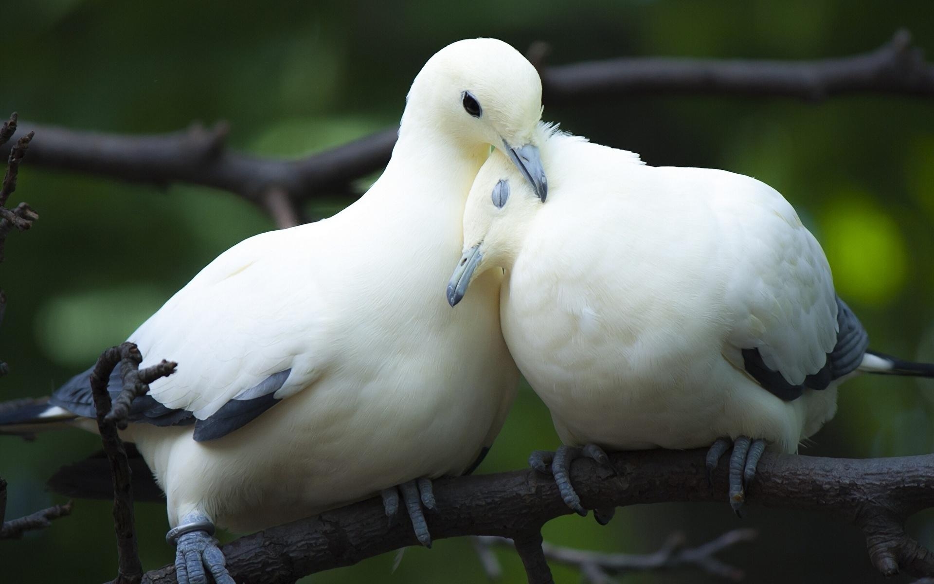 1920x1200 Wallpaper Birds Pigeons Two Animals, Desktop