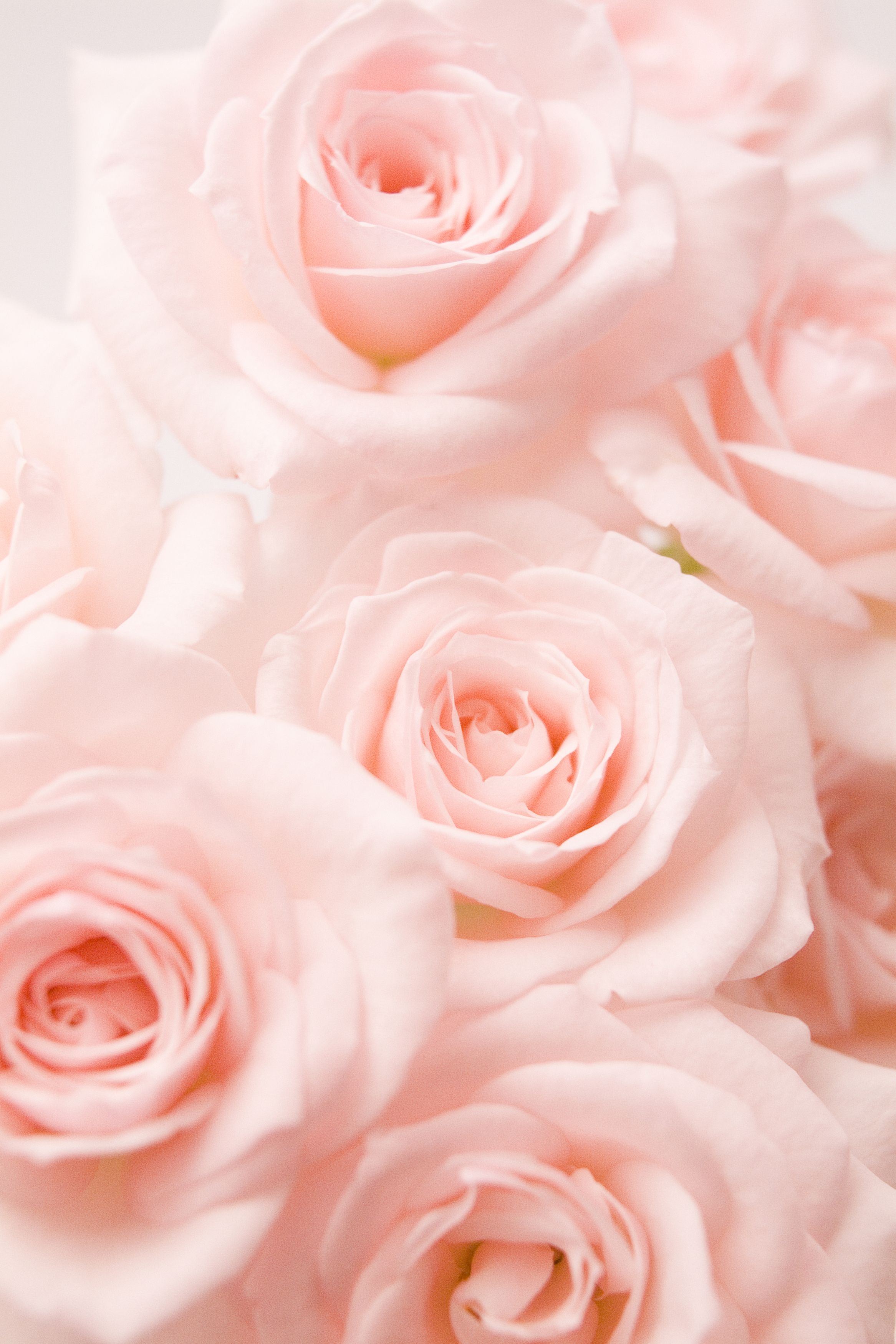 2340x3500 Light Pink Roses Wallpaper, Phone