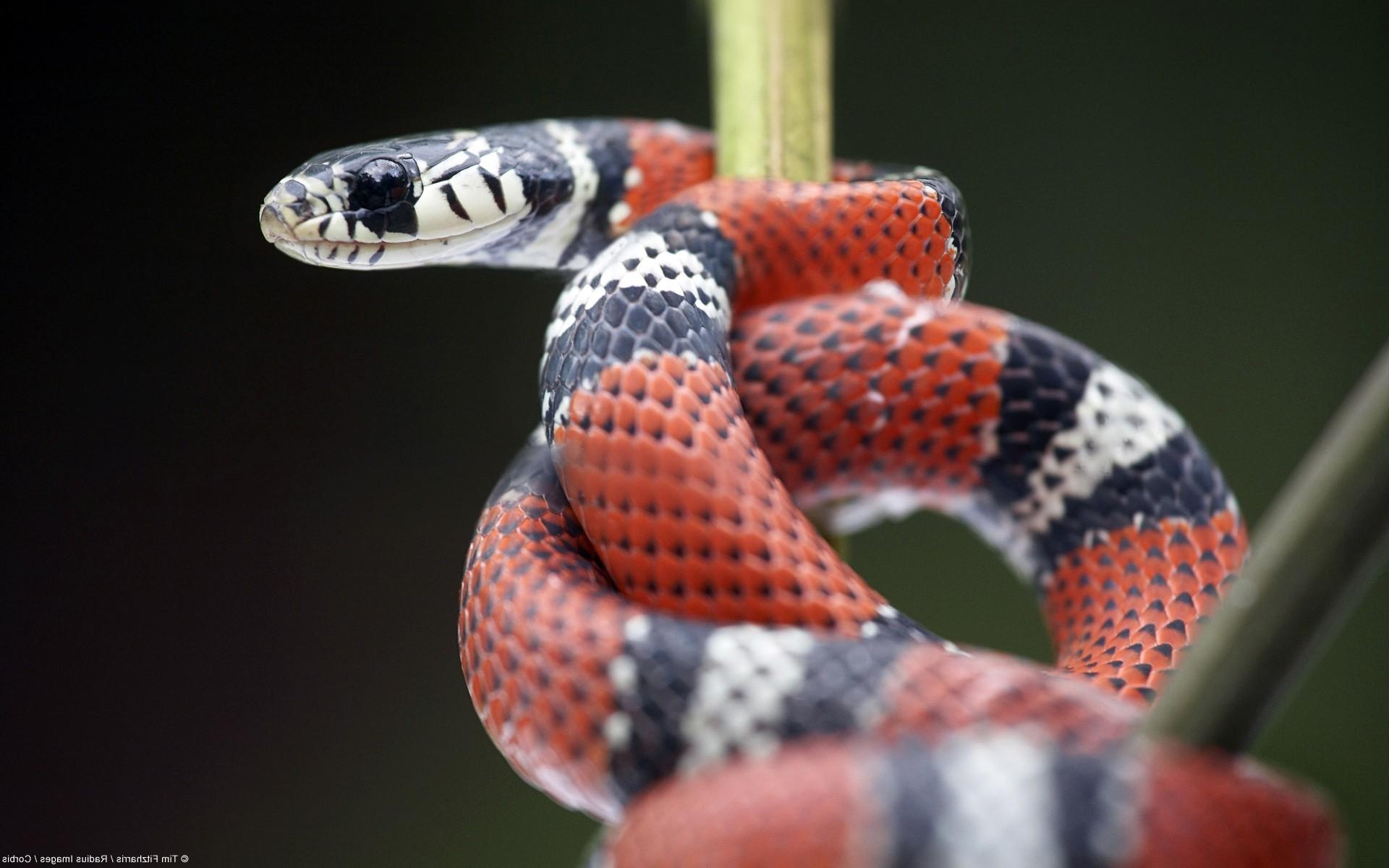 1920x1200 snake kingsnake reptile Wallpaper HD / Desktop and Mobile, Desktop