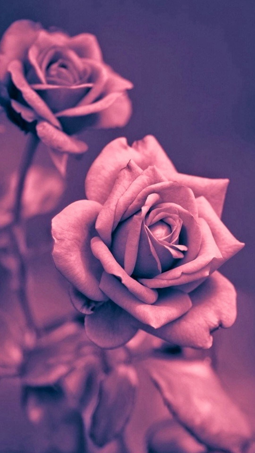 1080x1920 Rose Wallpaper, Phone