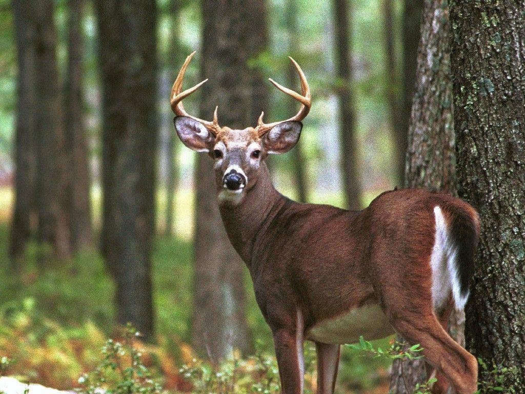 1030x770 Whitetail Buck HD Wallpaper Wallpaper Inn, Desktop