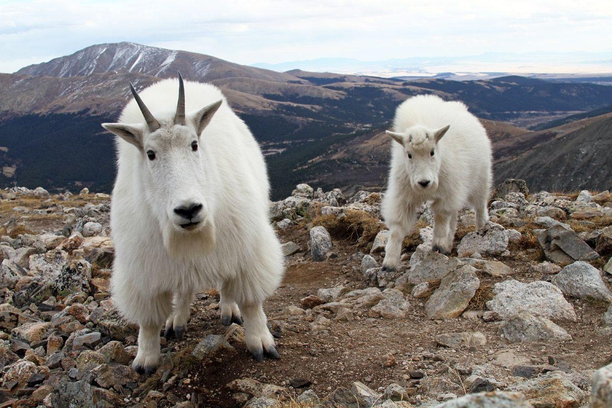 1200x800 Mountain Goat, Desktop