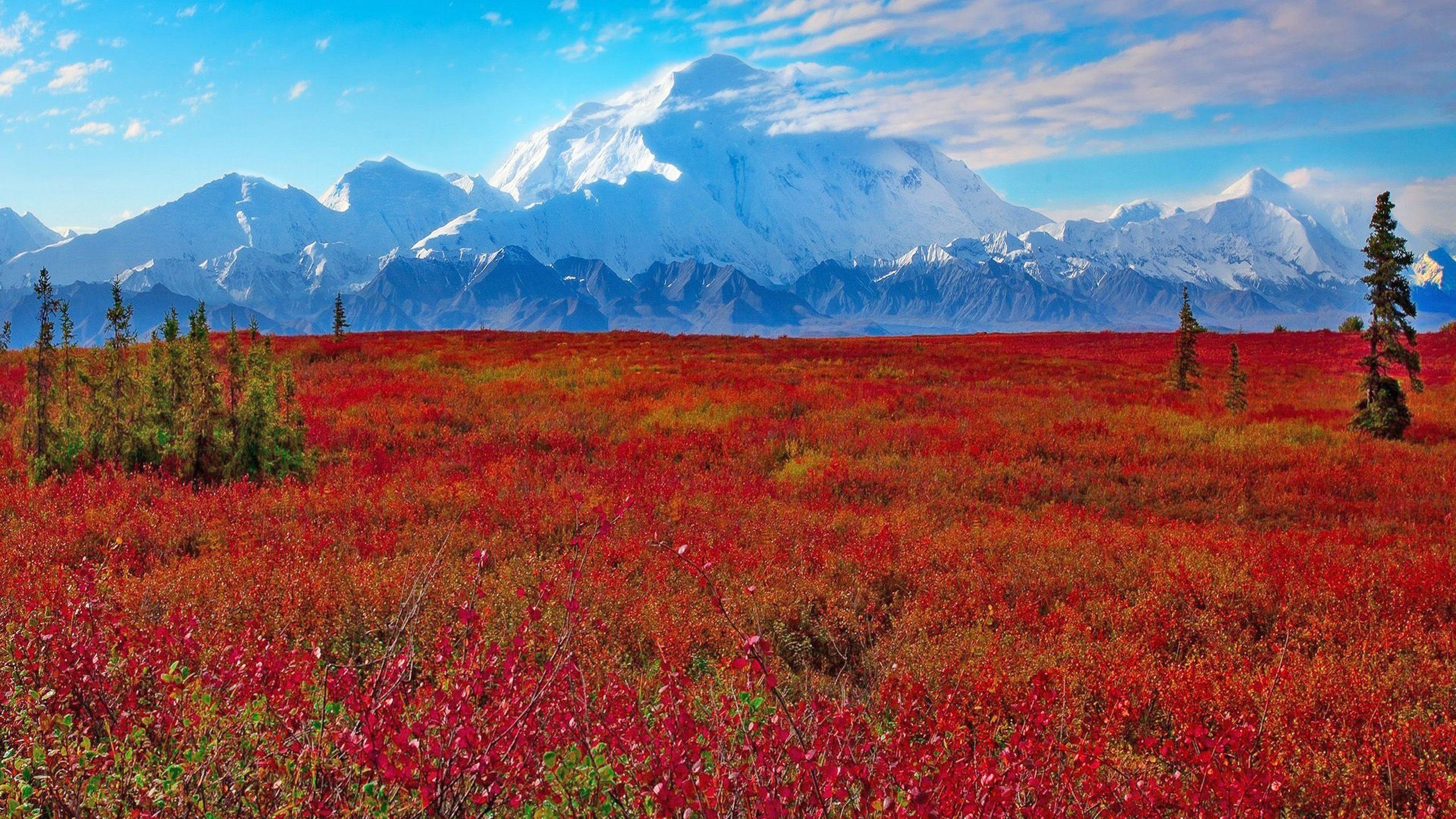 2560x1440 Denali National Park And Preserve, Ak, United States, Desktop