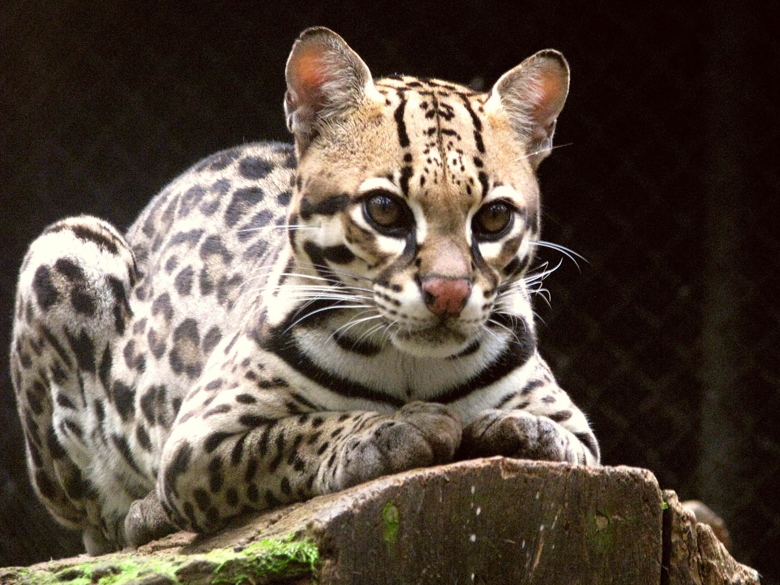 1600x1200 ocelot cat wallpaper, Desktop