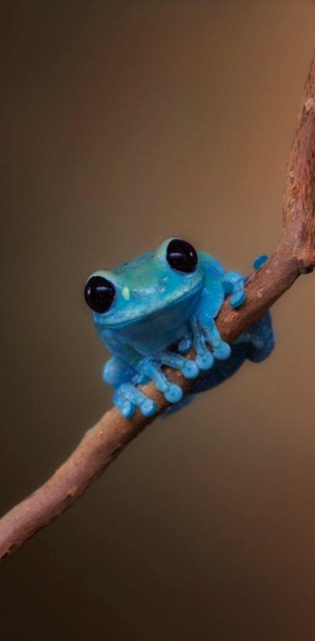 630x1280 Frog Wallpaper, Phone