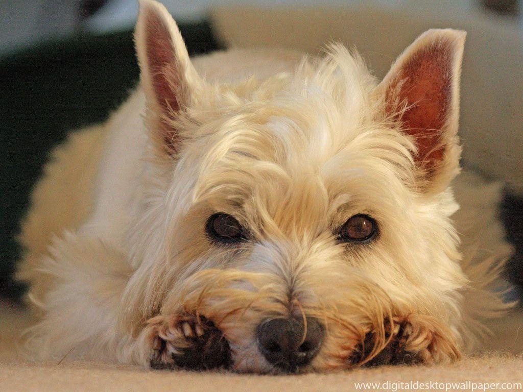 1030x770 Cute Westie Dog Picture Desktop Wallpaper, Desktop