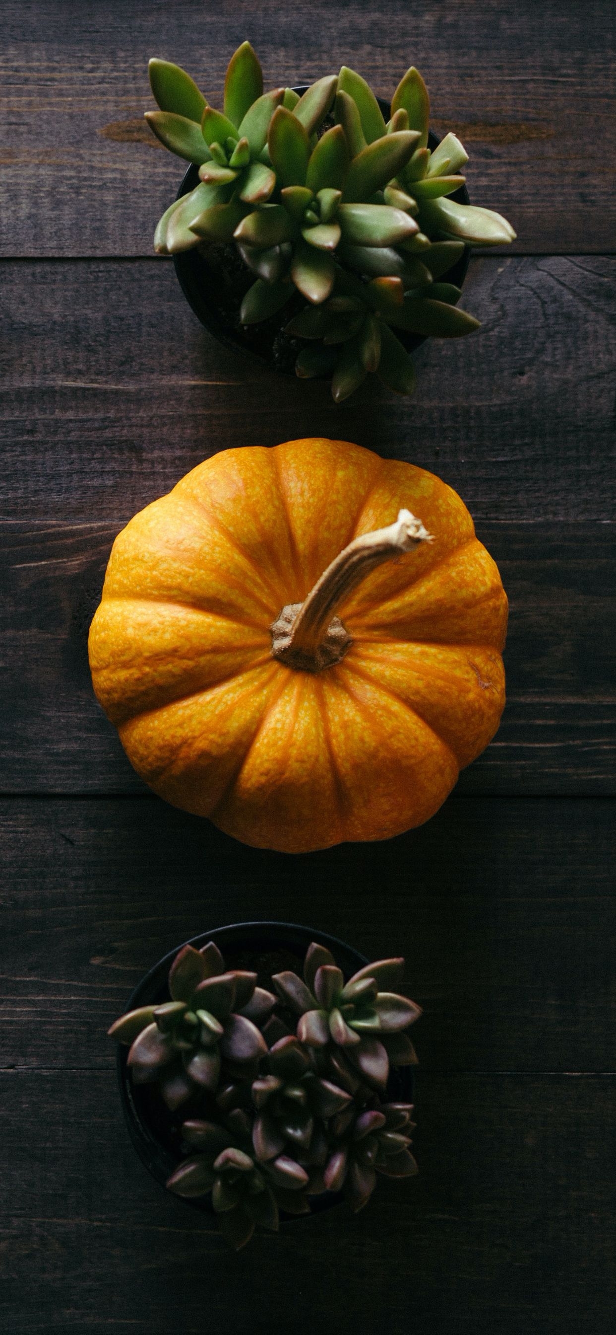 1250x2690 Fall scenes and Thanksgiving iPhone wallpaper, Phone