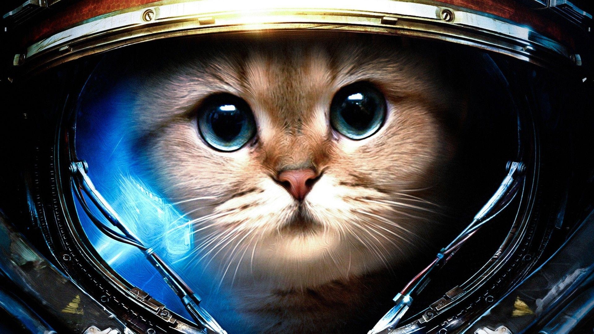 1920x1080 Space Cat! []. Astronaut cat, Cat wallpaper, Space cat, Desktop