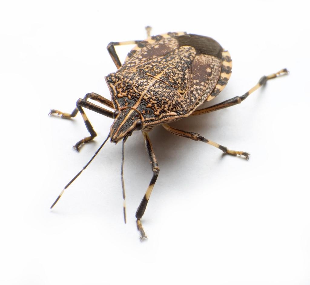 1030x950 Stink Bug wallpaper, Animal, HQ Stink Bug pictureK, Desktop