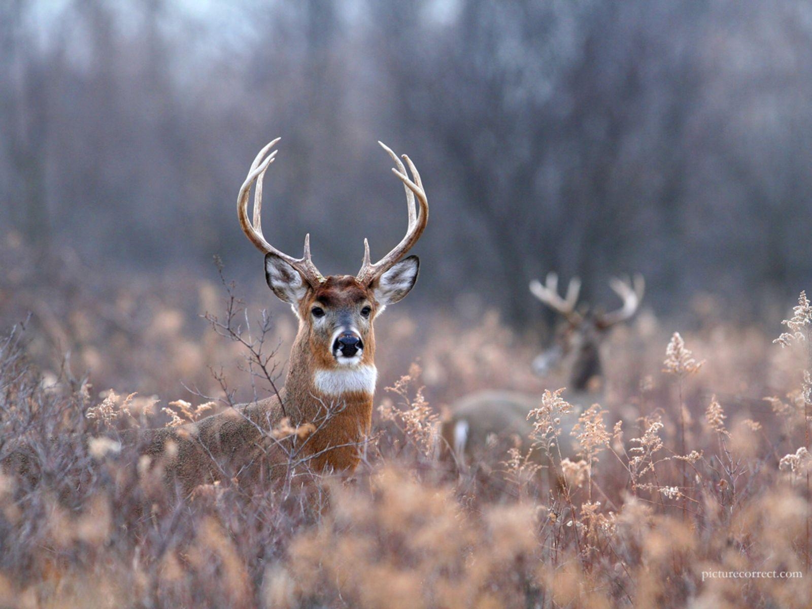 1600x1200 Deer Buck, Desktop