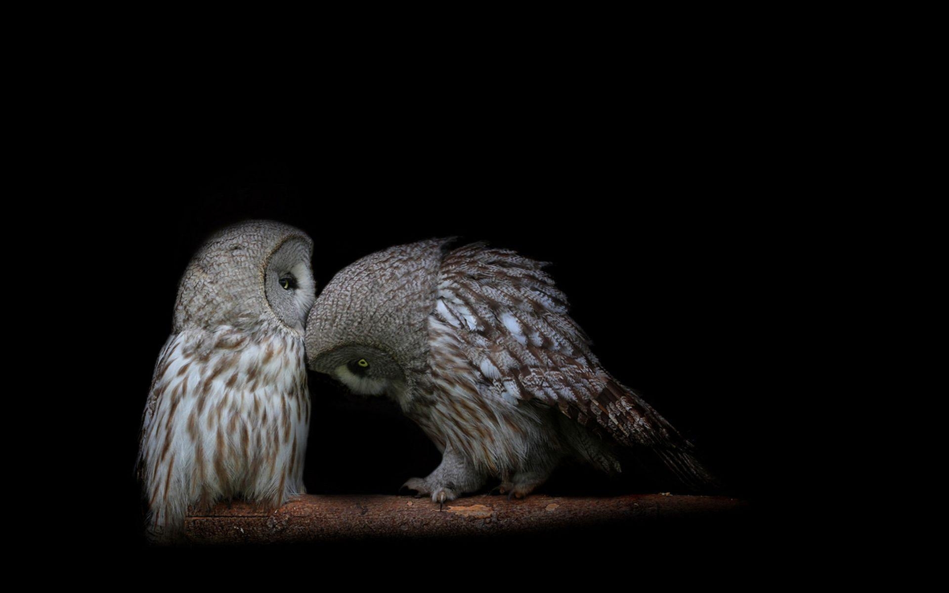 1920x1200 Owl Wallpaper, Desktop