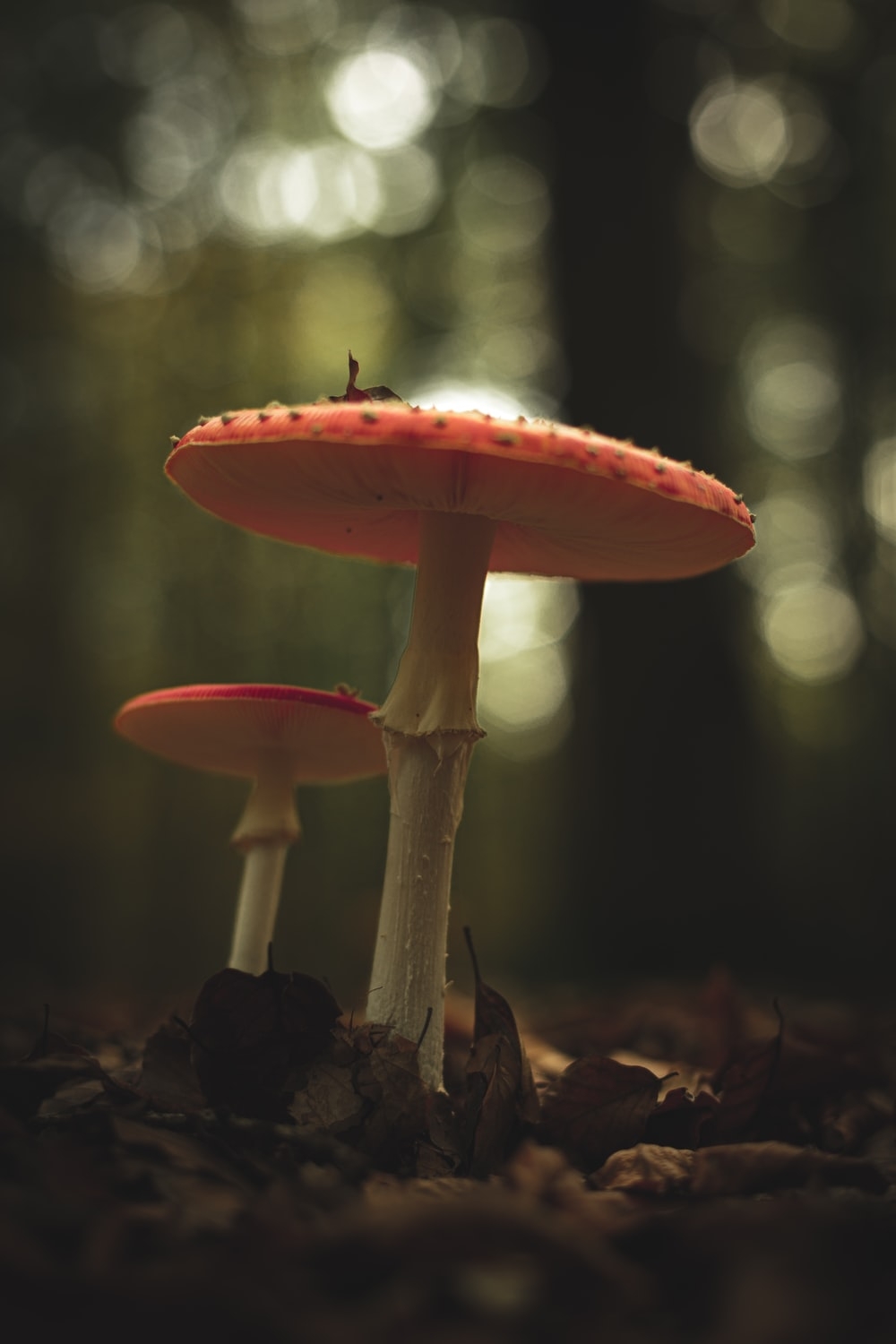 1000x1500 Mushroom Picture [HD]. Download Free Image, Phone