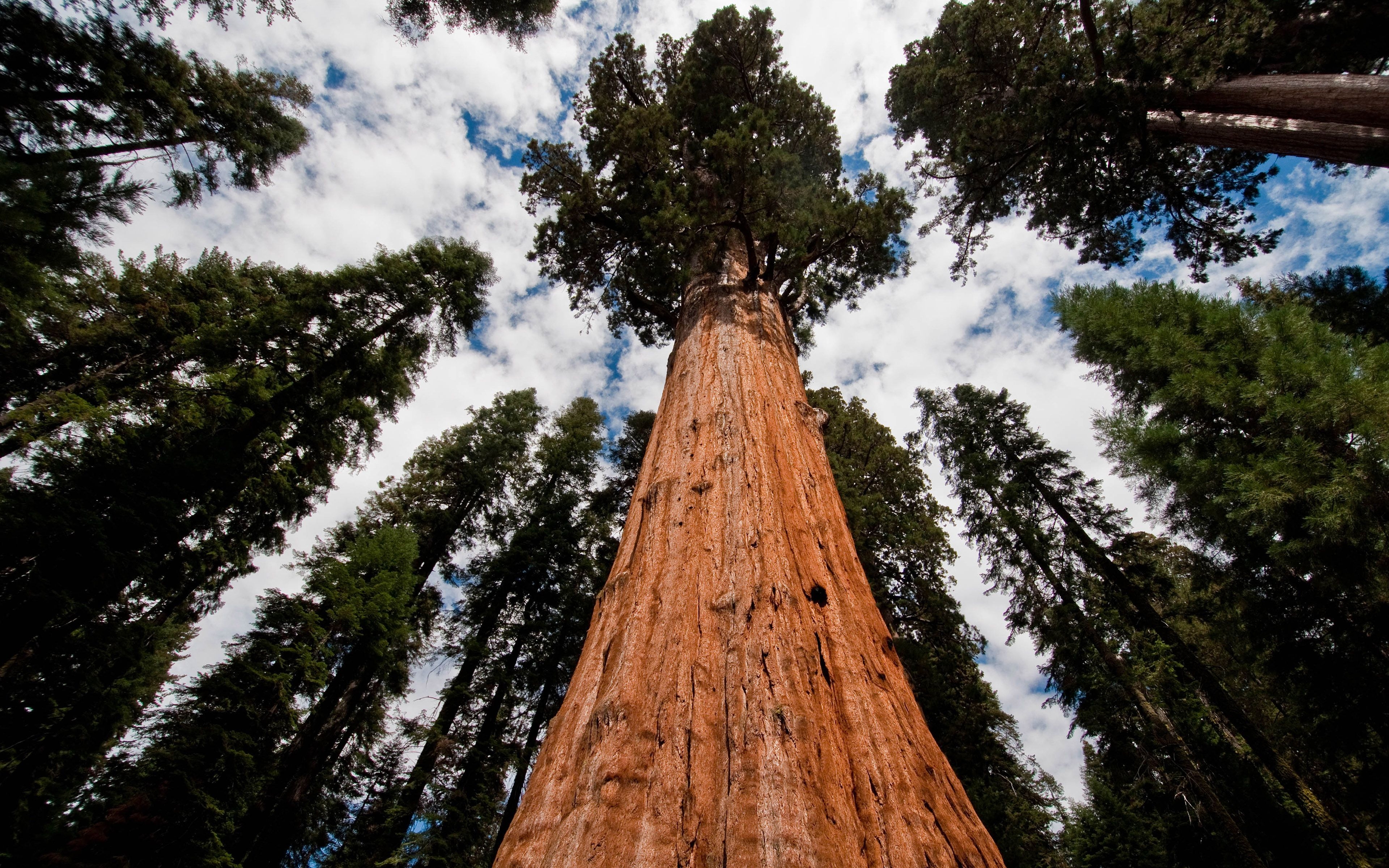 3840x2400 Sequoia National Park wallpaper, Desktop